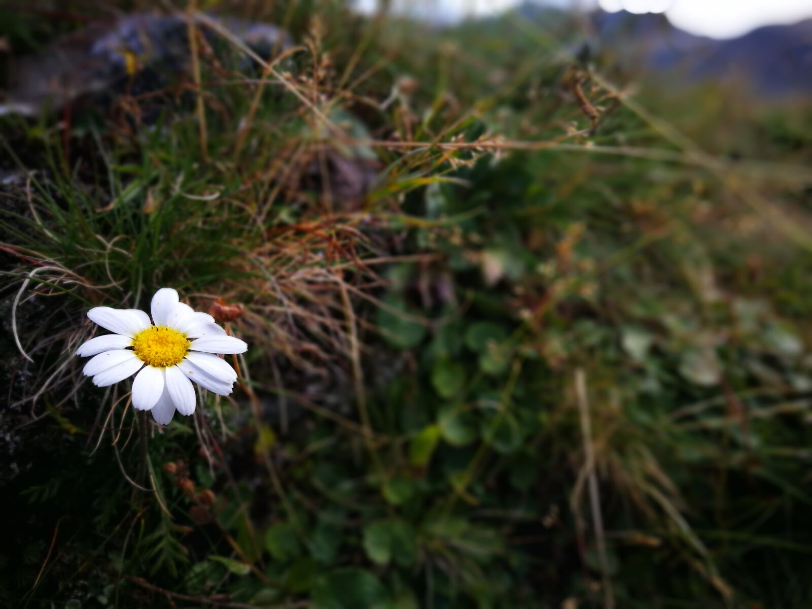 HUAWEI P9 sample photo. Montafon, blossom, bloom photography