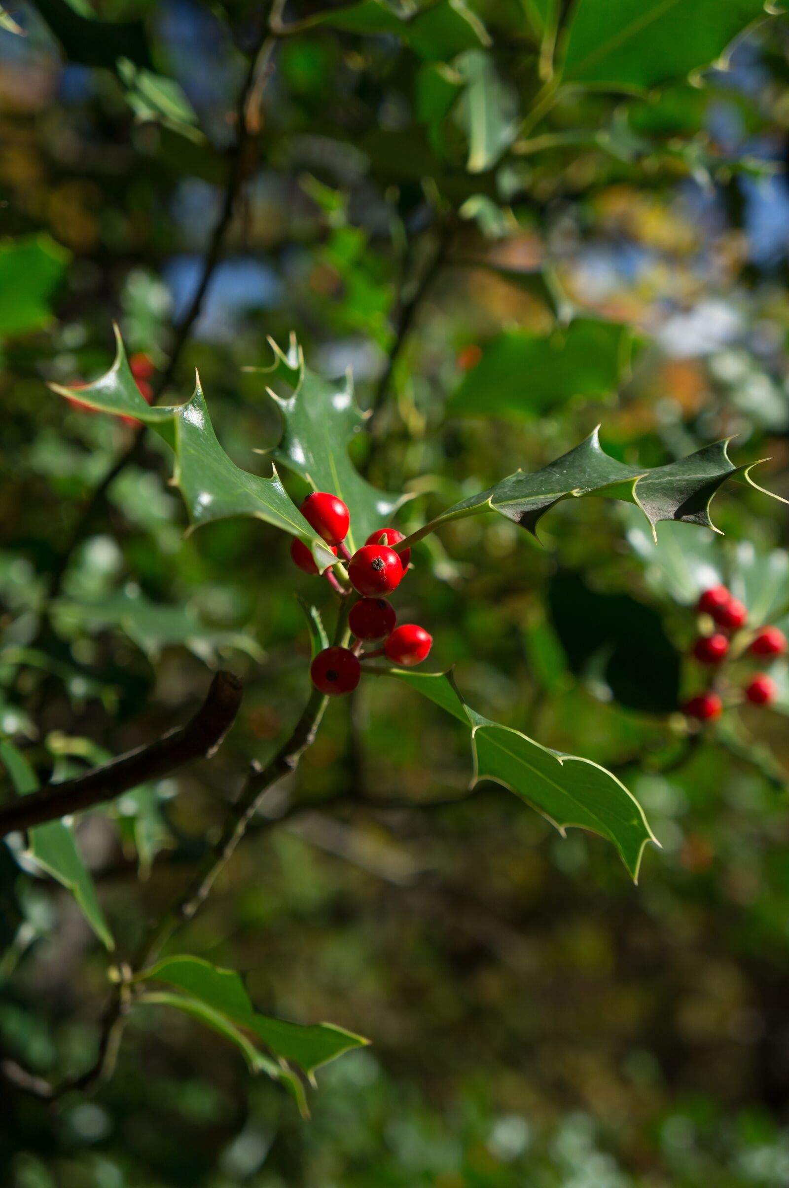 Sony Alpha NEX-F3 + Sony E 18-55mm F3.5-5.6 OSS sample photo. Red, forest, nature photography