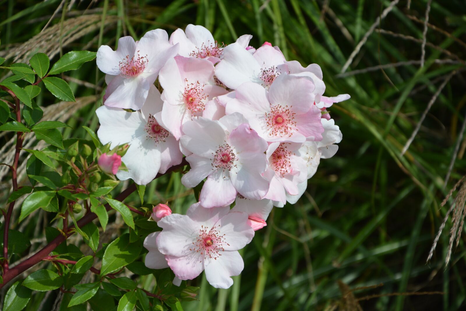 Nikon D5200 sample photo. Flowers, pink, bud photography