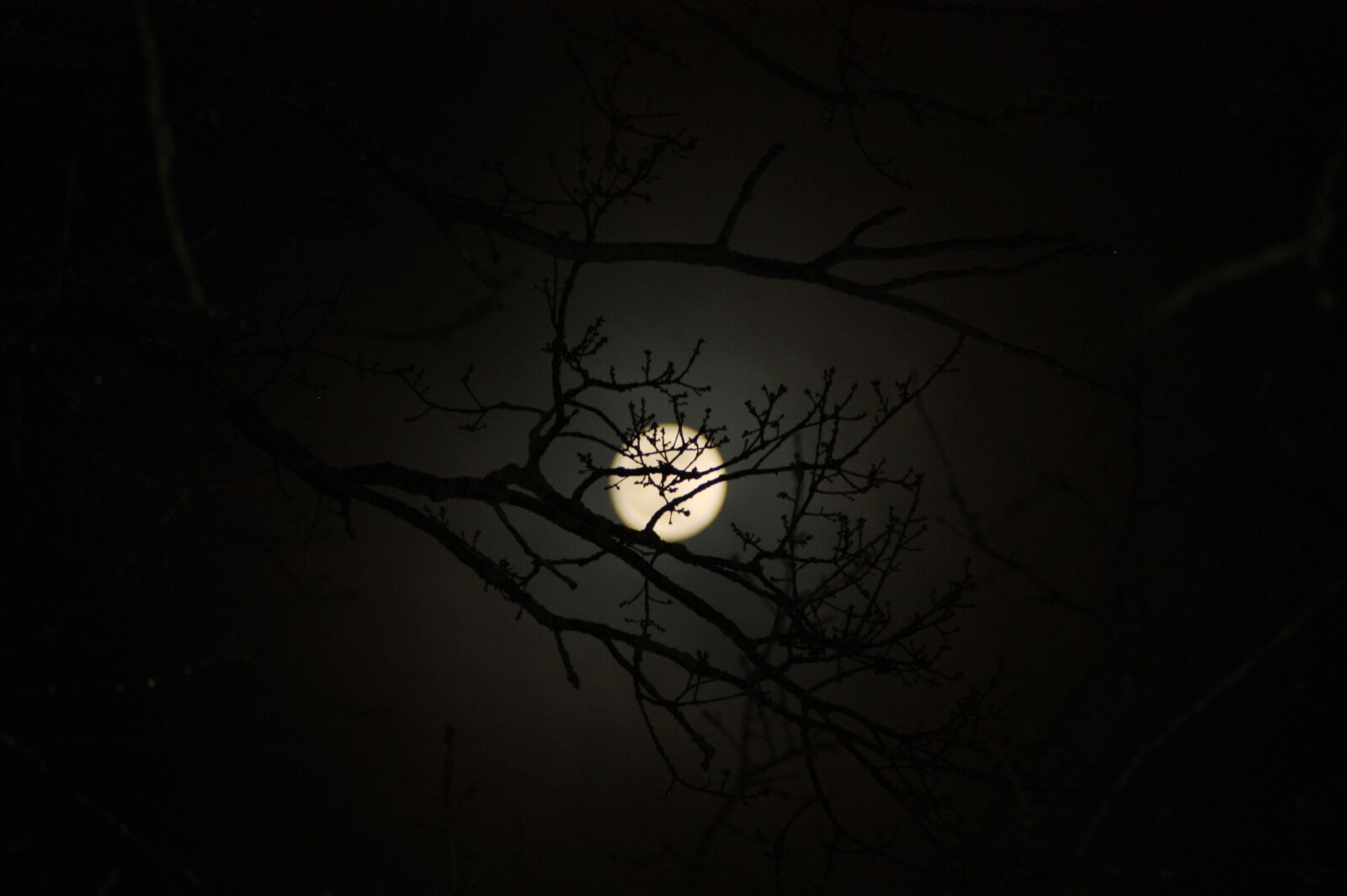 Canon EOS 450D (EOS Rebel XSi / EOS Kiss X2) sample photo. Moon, aesthetic, tree photography