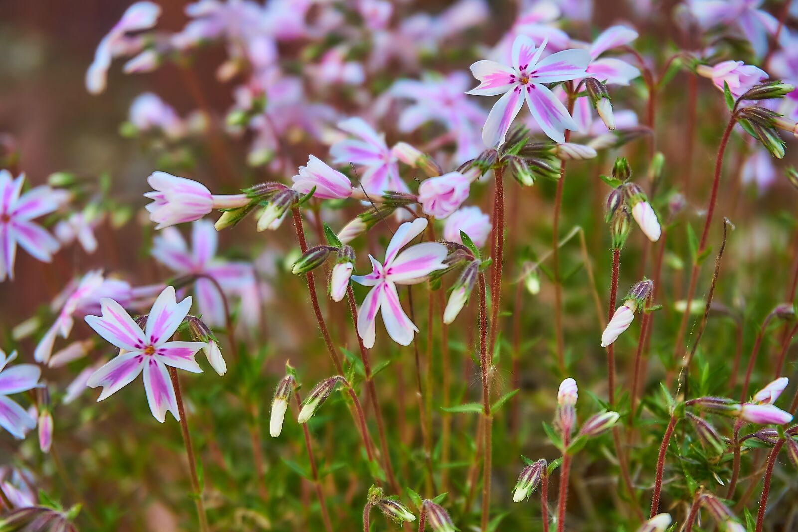 Sony a6000 sample photo. Phlox, phlox subulata, tamaongalie photography
