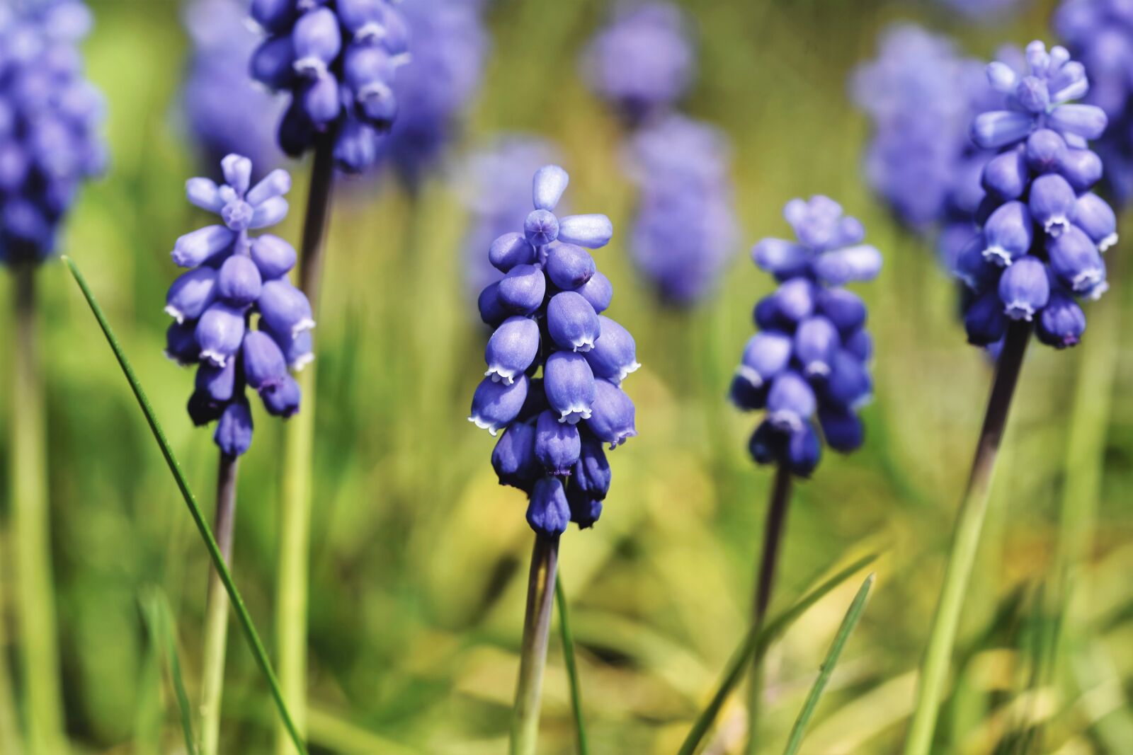 Nikon D7200 sample photo. Hyacinth, muscari, blue photography