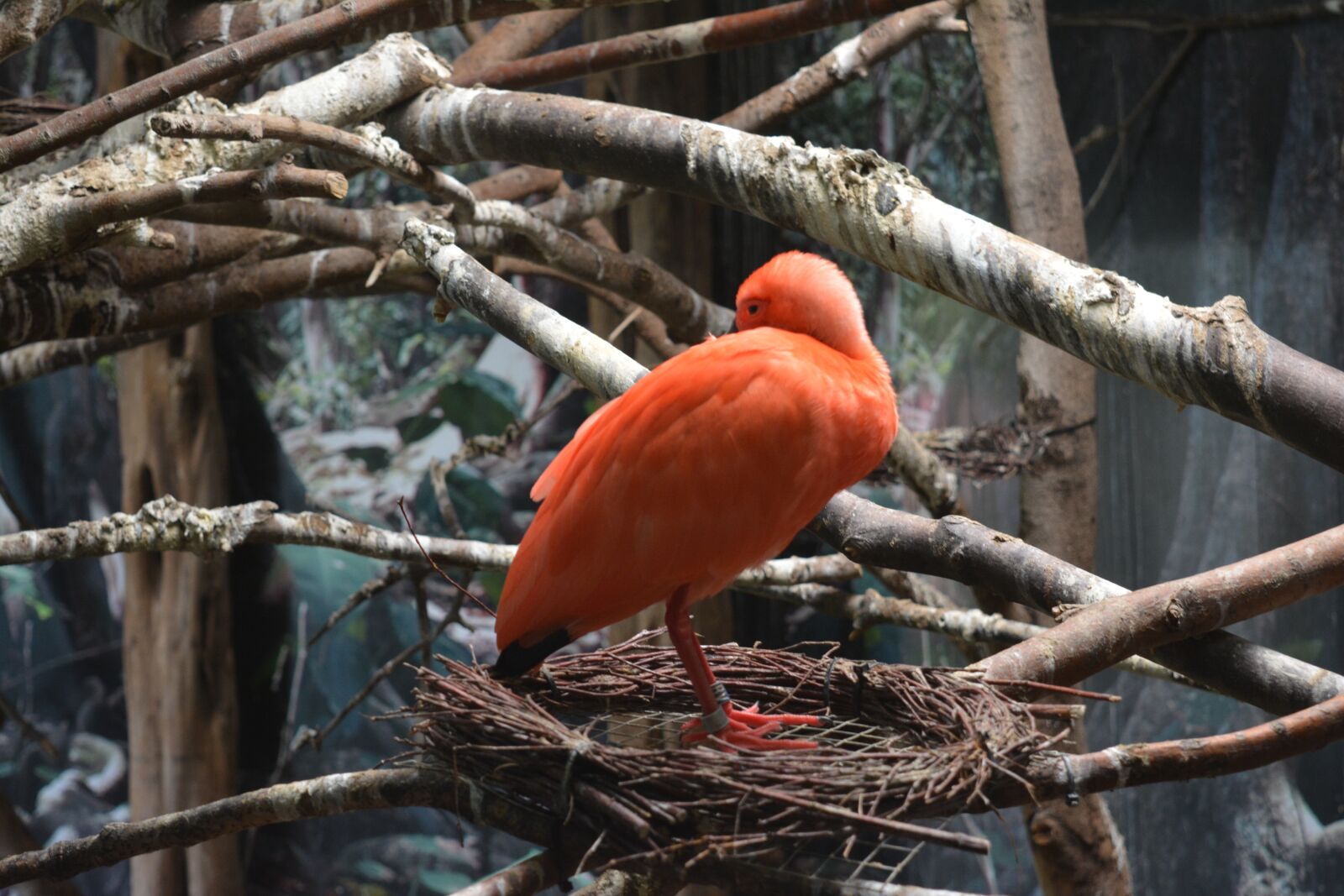 Nikon D5200 sample photo. Ibis, bird, animal photography