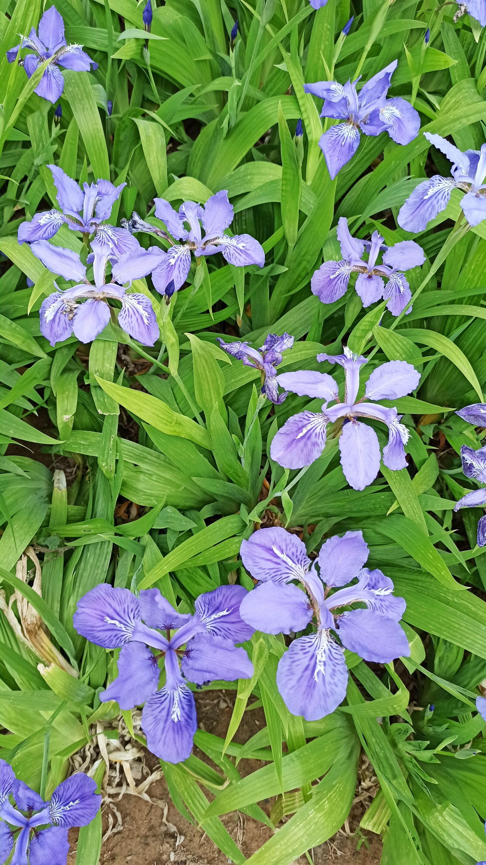 Xiaomi Redmi Note 8 Pro sample photo. Purple, spring, in full photography
