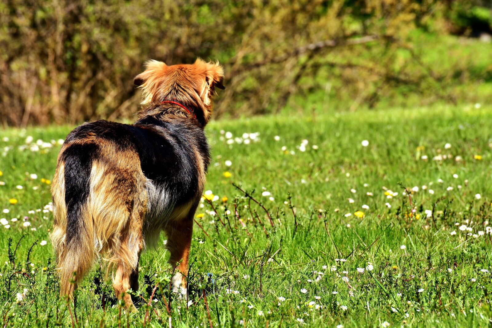 Nikon D7200 sample photo. Dog, wait, animal photography