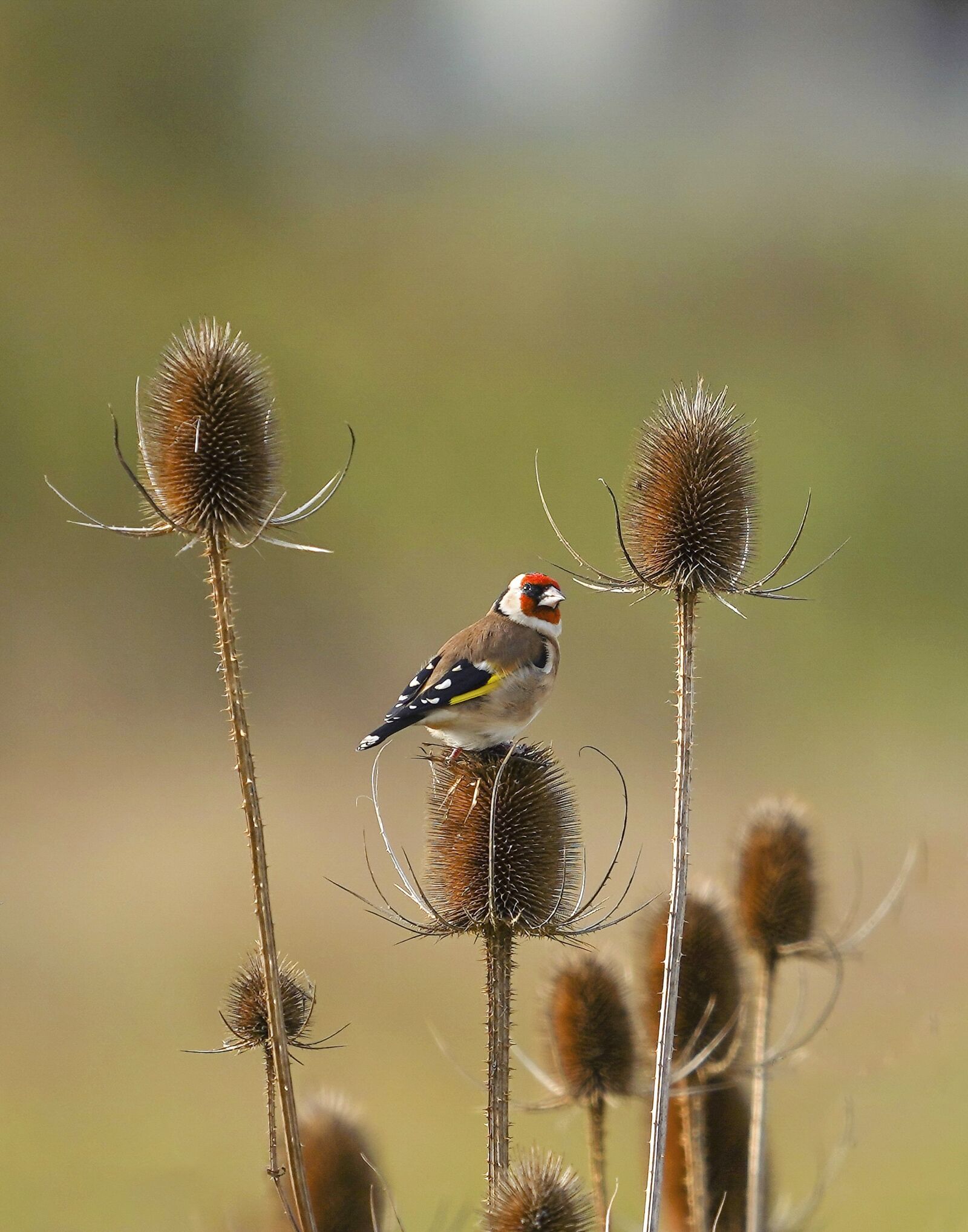 Sony FE 200-600mm F5.6-6.3 G OSS sample photo. Bird, goldfinch, nature photography