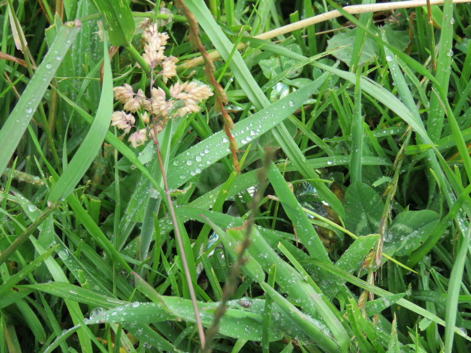 Canon PowerShot SX60 HS sample photo. Calm, dawn, grass, green photography