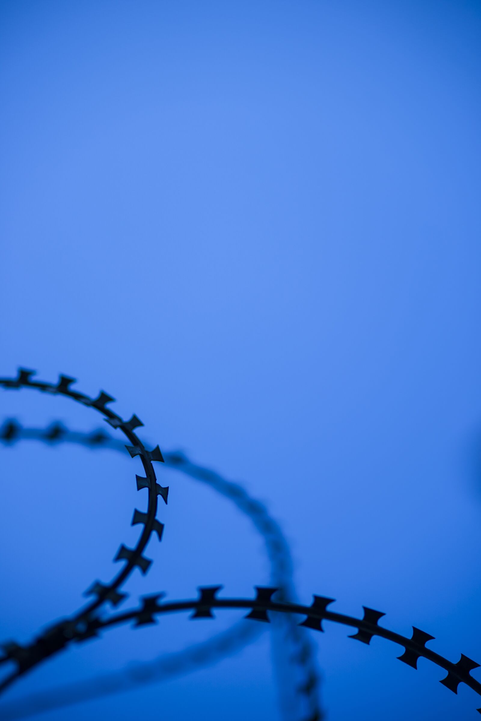 Sony Alpha DSLR-A850 + Tamron SP AF 90mm F2.8 Di Macro sample photo. Barbed wire, sharp, razor photography