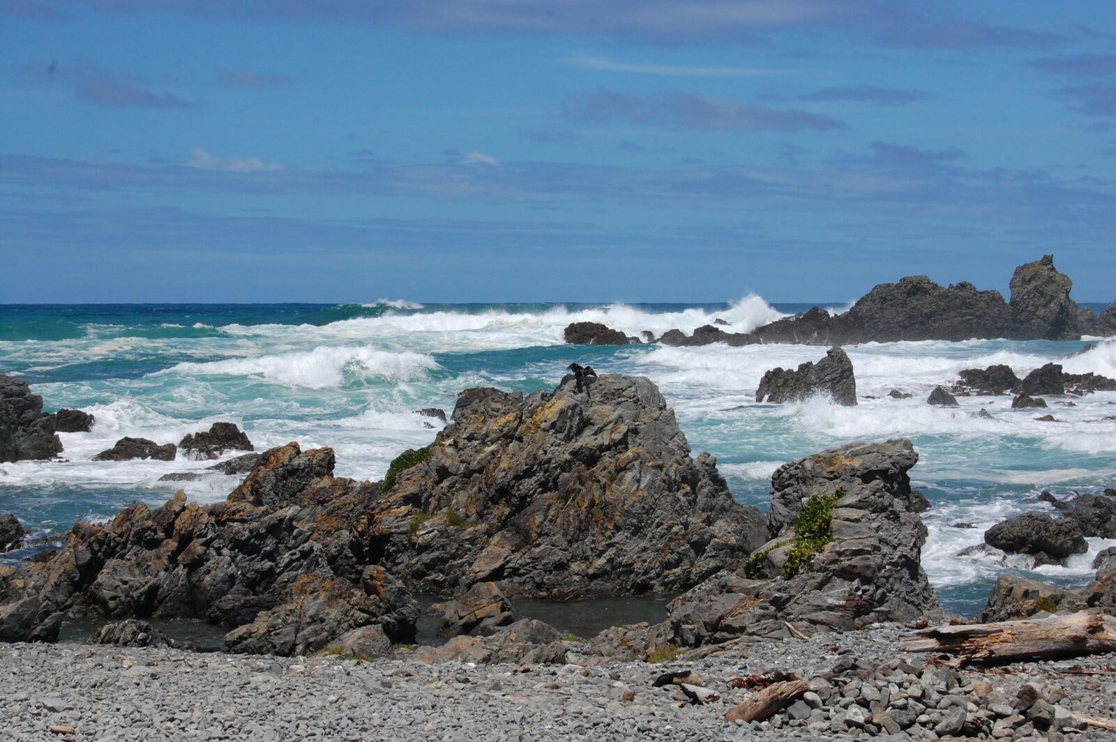Nikon D40 sample photo. Seal, rock, new zealand photography