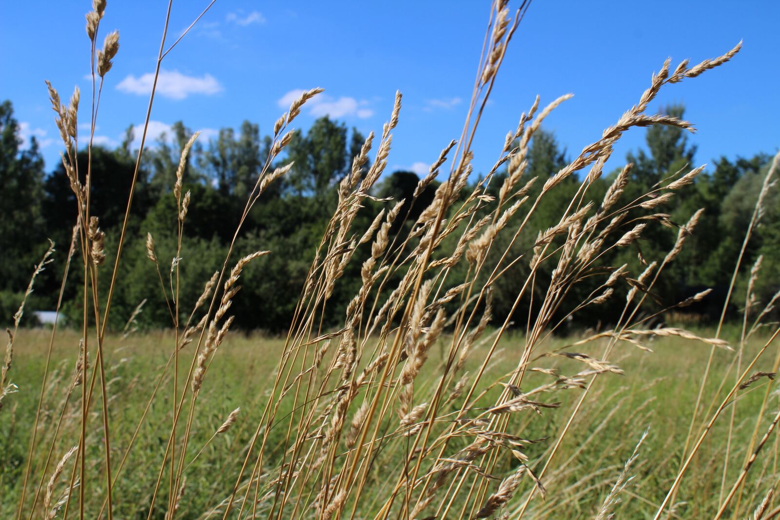 Canon EOS 1300D (EOS Rebel T6 / EOS Kiss X80) sample photo. Meadow, grass, summer photography