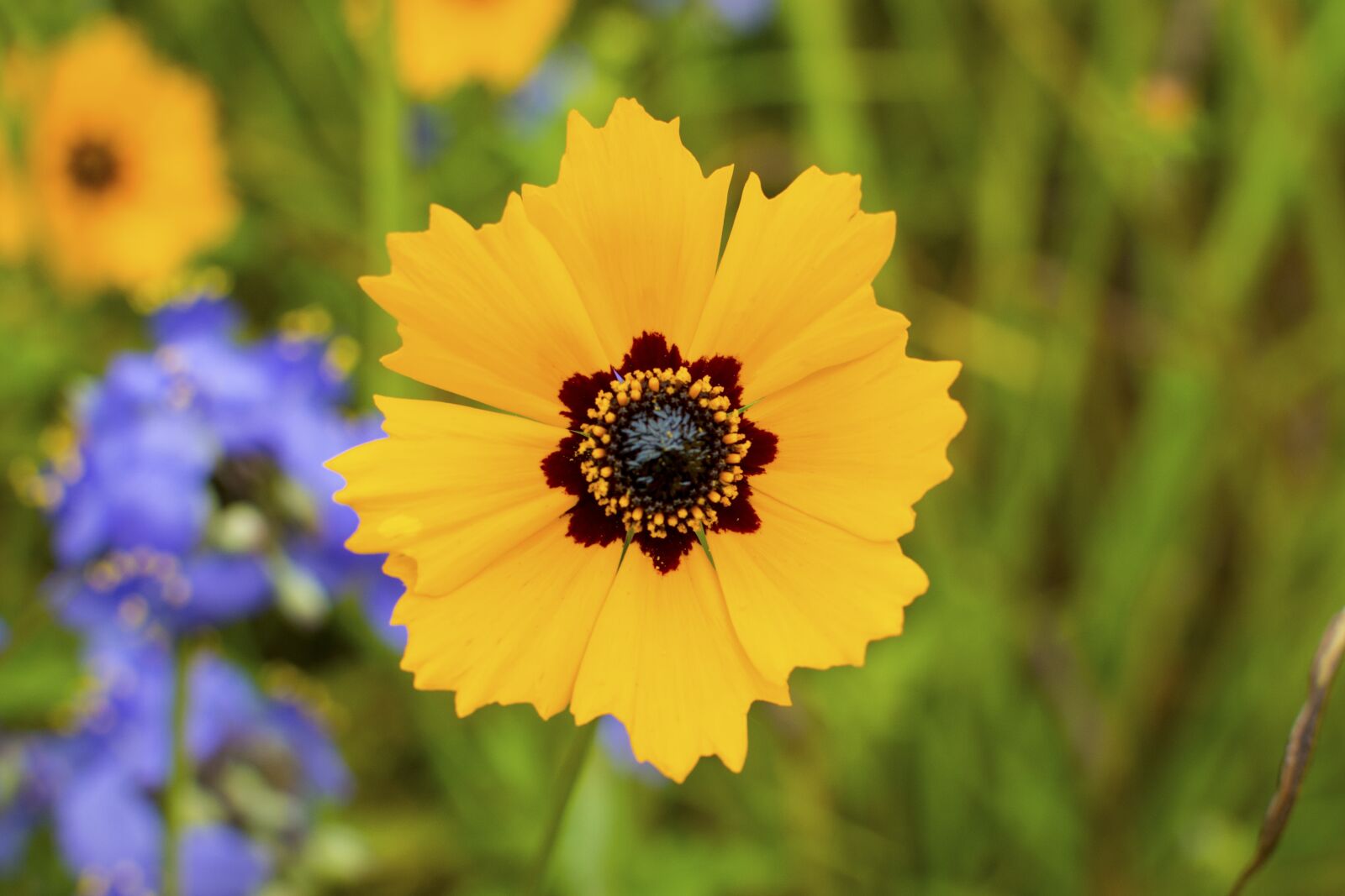 Nikon D7100 sample photo. Coreopsis basalis, wildflowers, mothers photography
