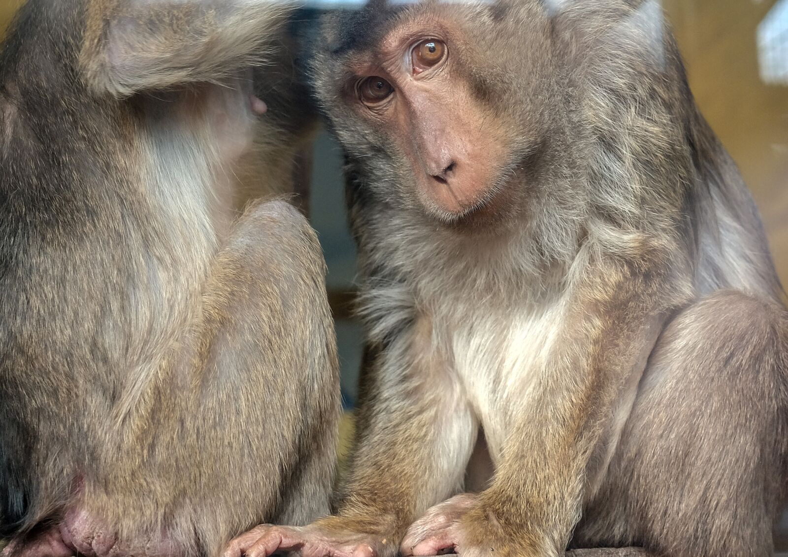 Fujifilm X-T20 sample photo. Monkey, mammal, primate photography