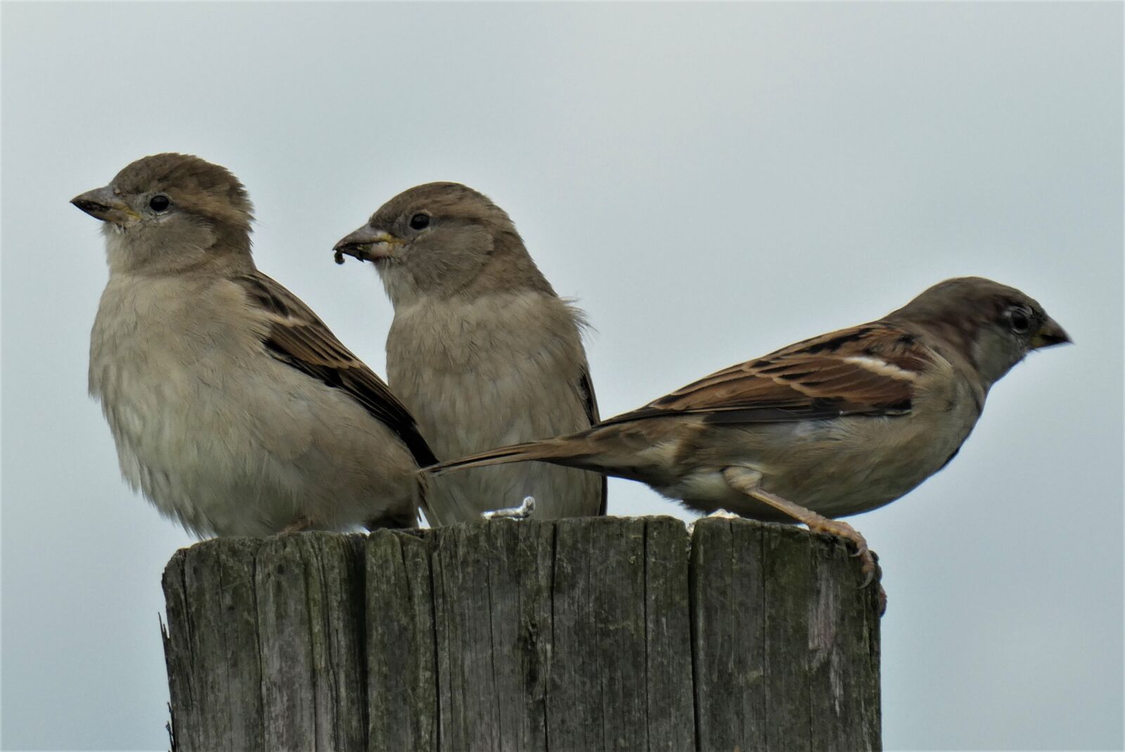 Panasonic Lumix DC-ZS70 (Lumix DC-TZ90) sample photo. Homester, birds, sit photography