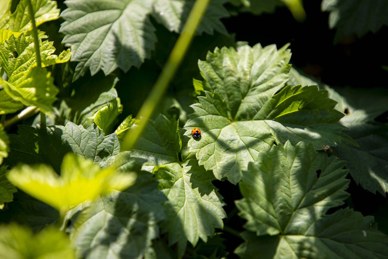 Canon EOS 6D Mark II sample photo. Nature, ladybug, animal photography