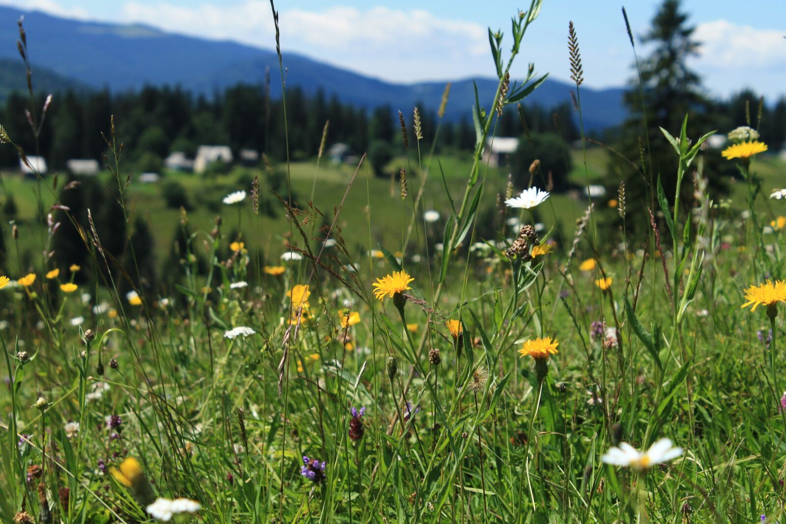 Canon EOS 1100D (EOS Rebel T3 / EOS Kiss X50) sample photo. Haymaking, plants, nature photography