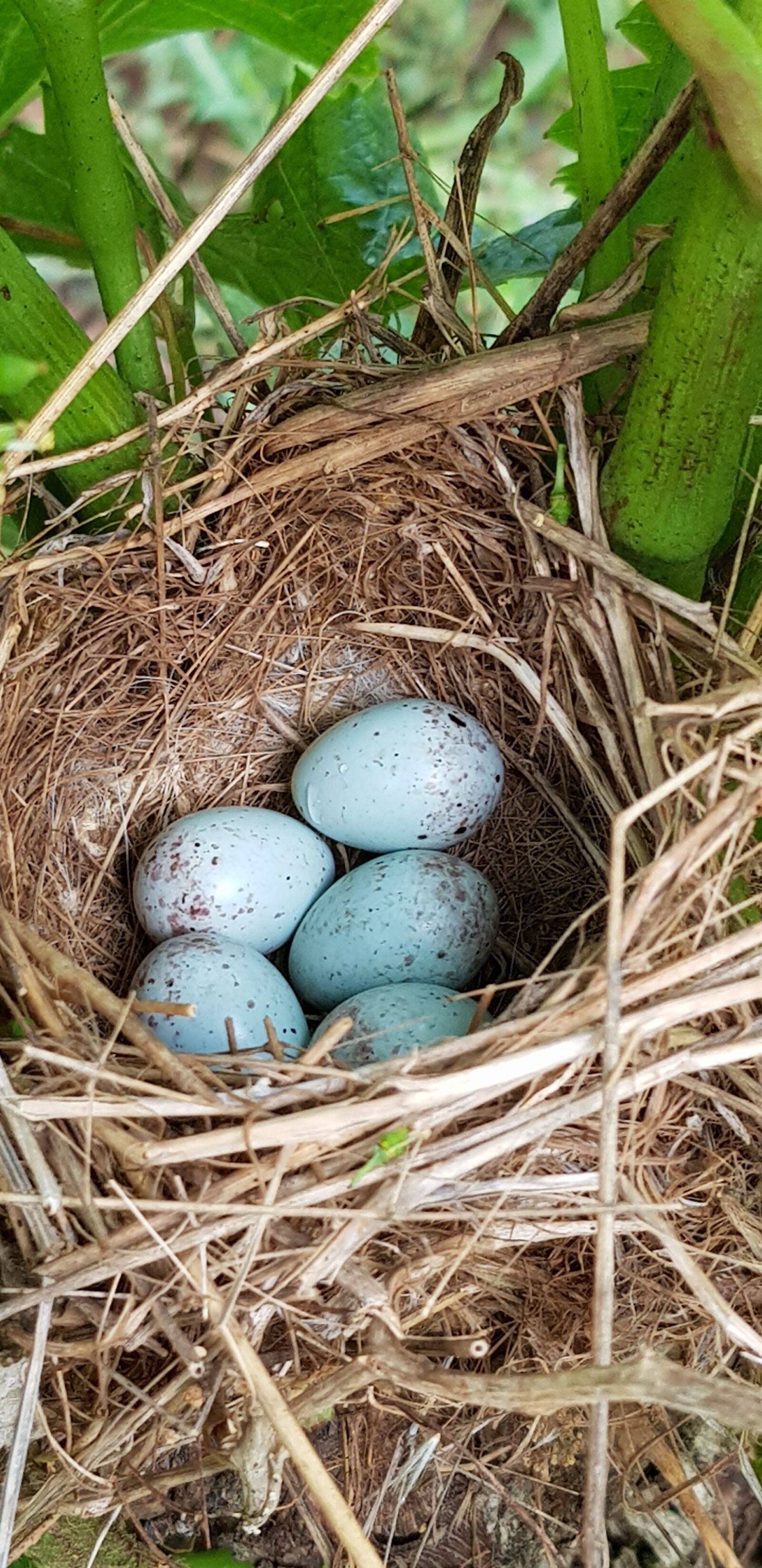 Samsung Galaxy S8 sample photo. Bird's nest, ponte, nature photography