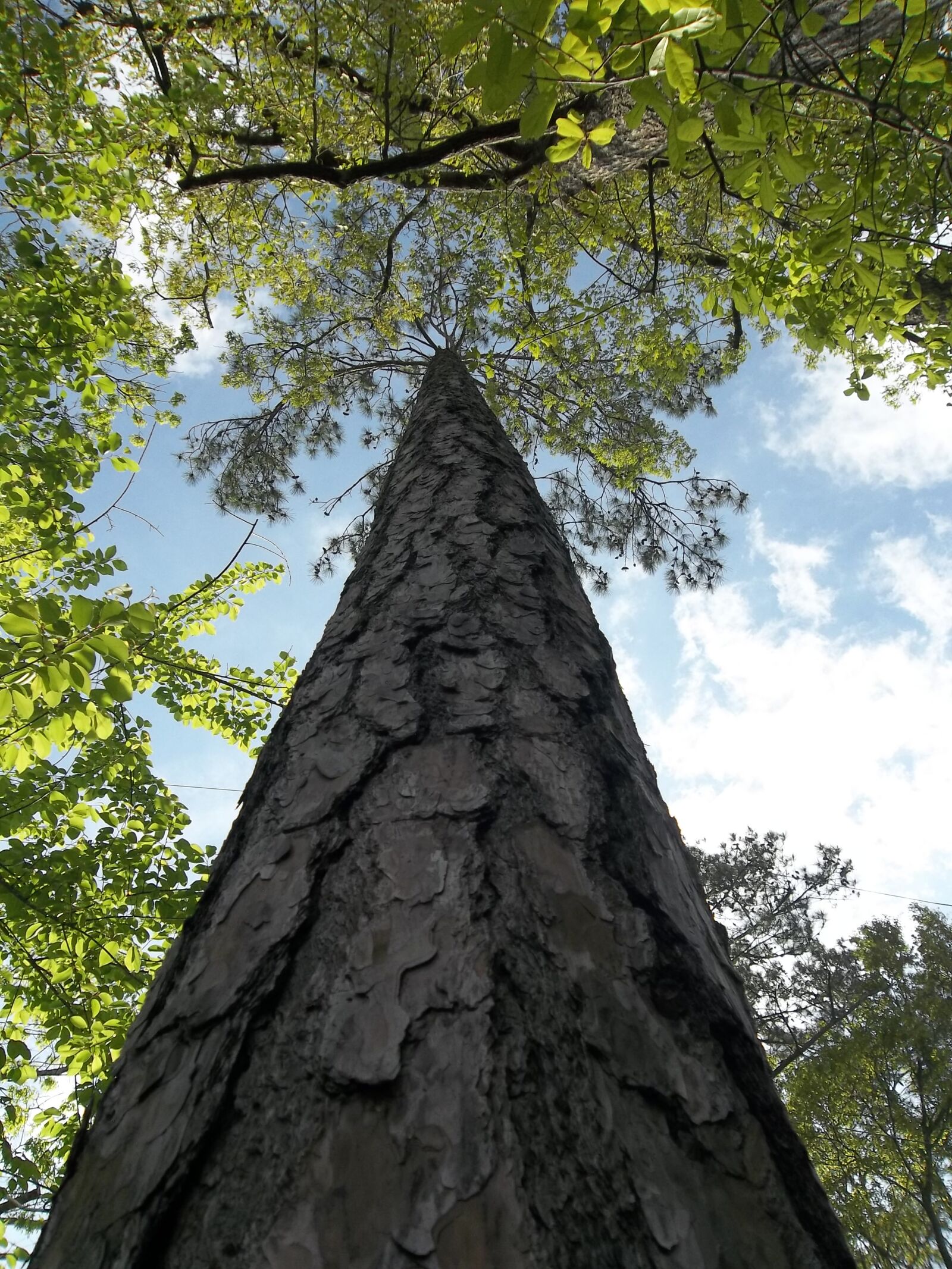 Kodak EASYSHARE CAMERA, M23 sample photo. Tree, trunk, bark photography