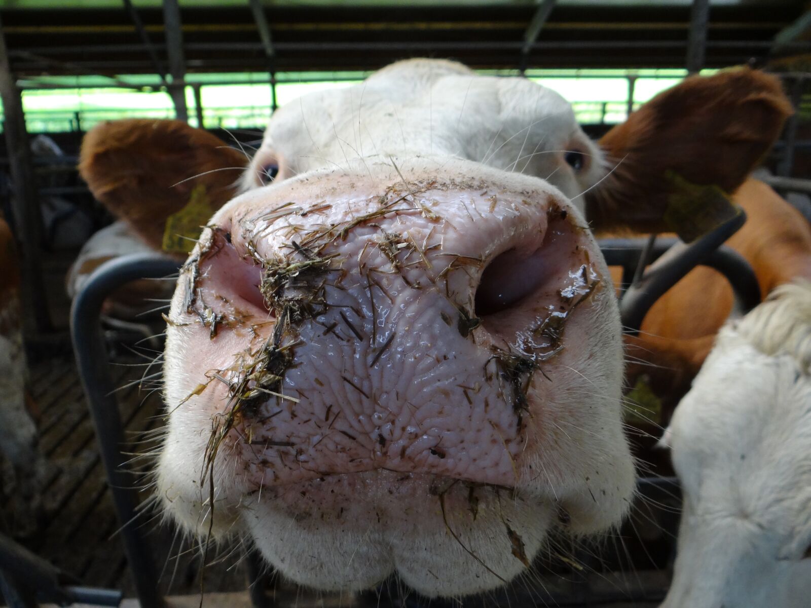 Sony Cyber-shot DSC-HX100V sample photo. Cow, cowshed, stall photography
