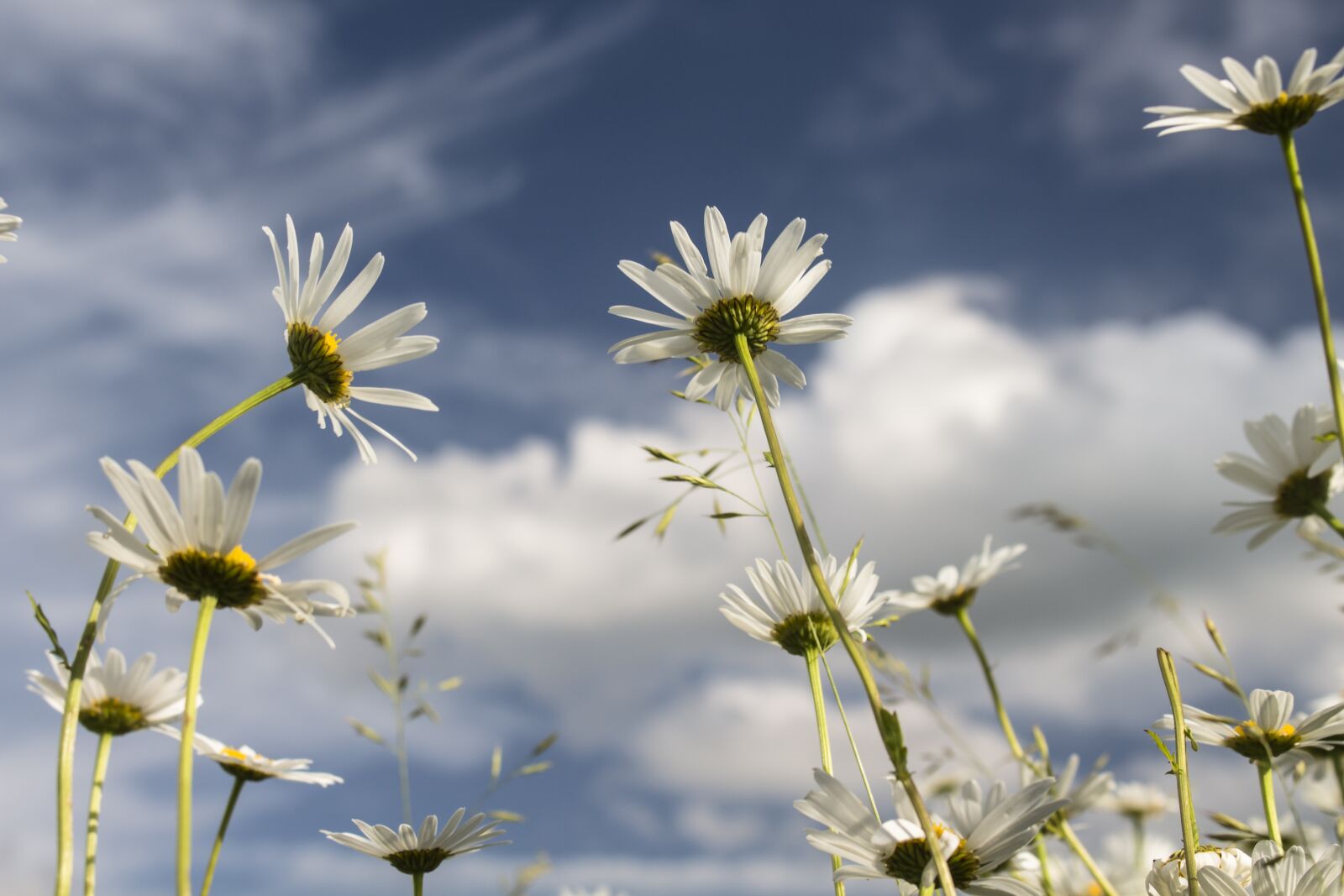 Canon EOS 700D (EOS Rebel T5i / EOS Kiss X7i) sample photo. Sky, margaretki, flowers photography