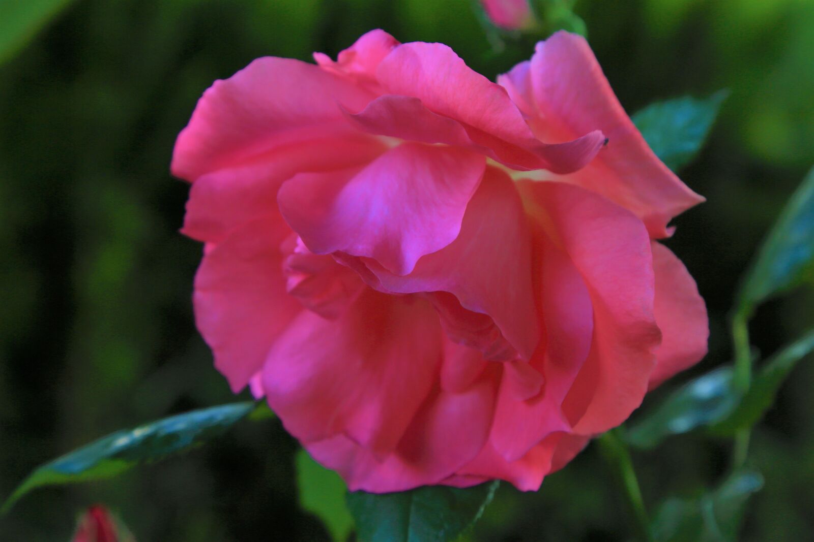 Canon EF 24-105mm F4L IS USM sample photo. Rose, spring, pink photography