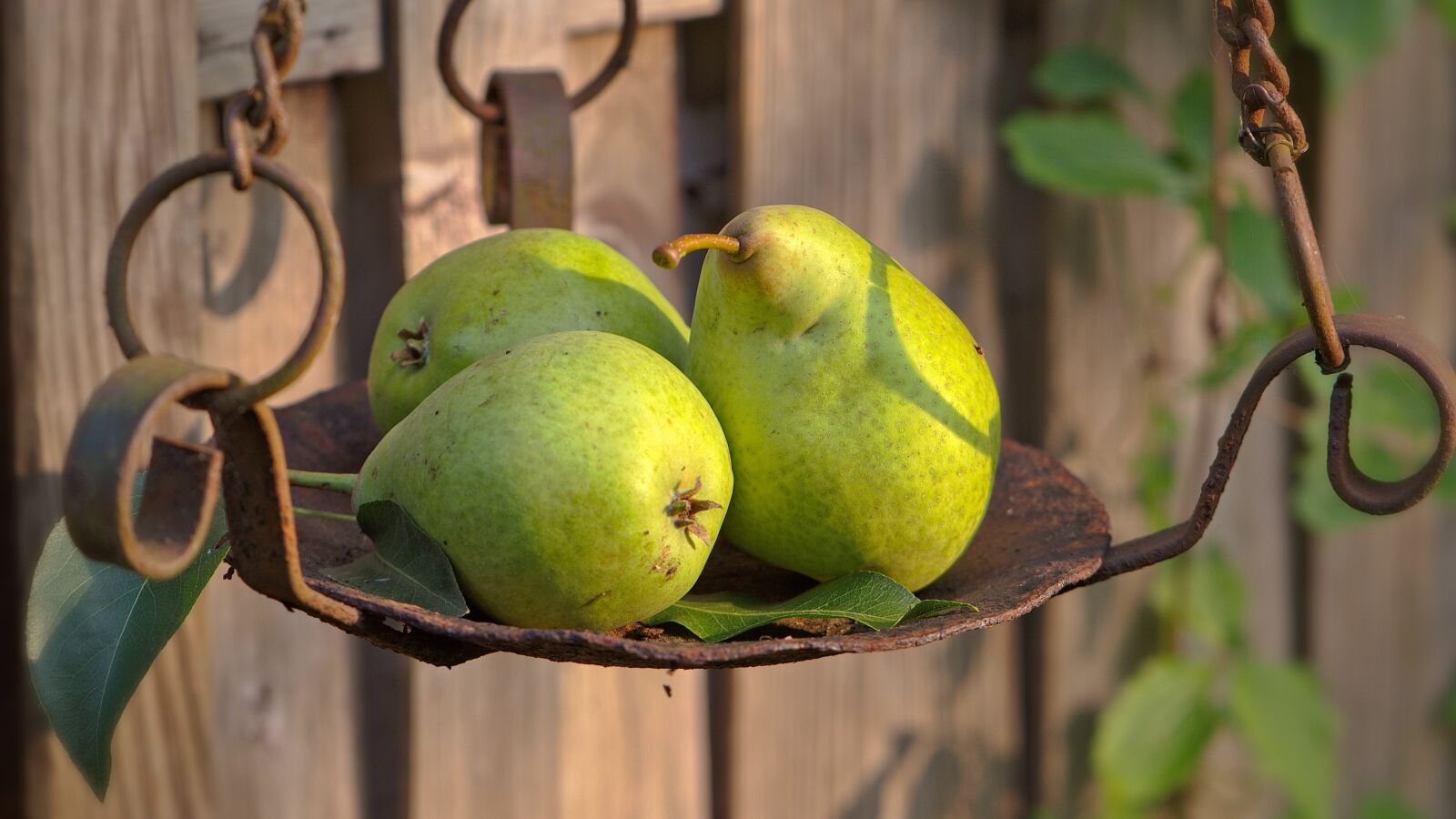 Nikon D5600 sample photo. Pears, fruits, food photography