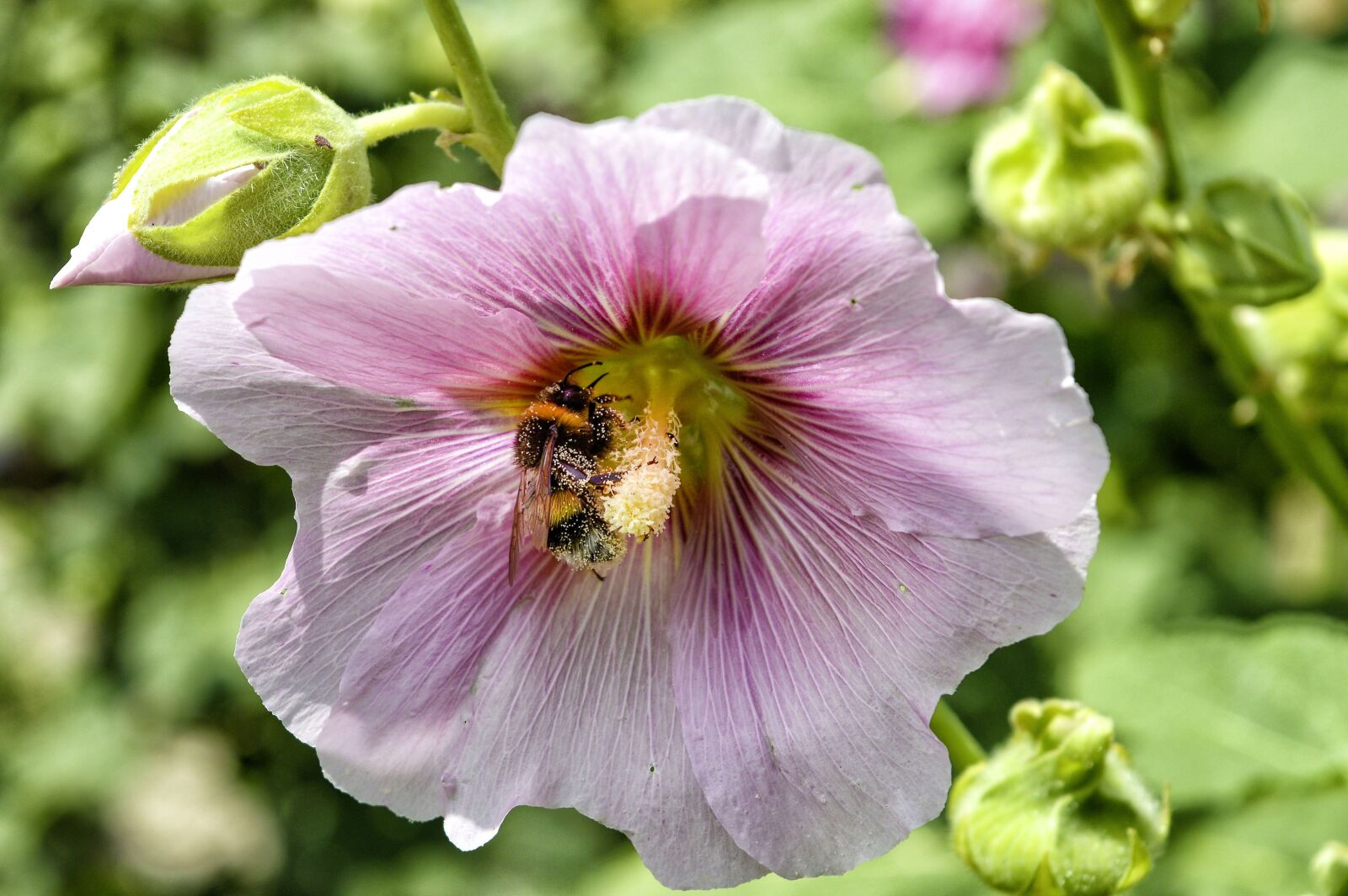 Nikon D3200 sample photo. Flower, nature, blossom photography