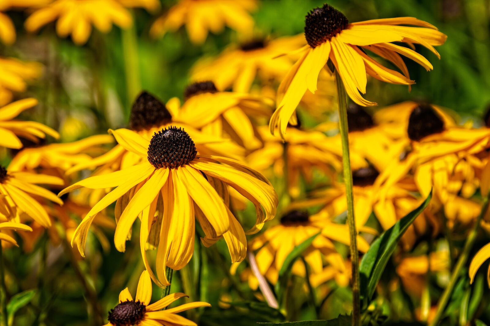 Nikon D3300 sample photo. Flower, blossom, bloom photography