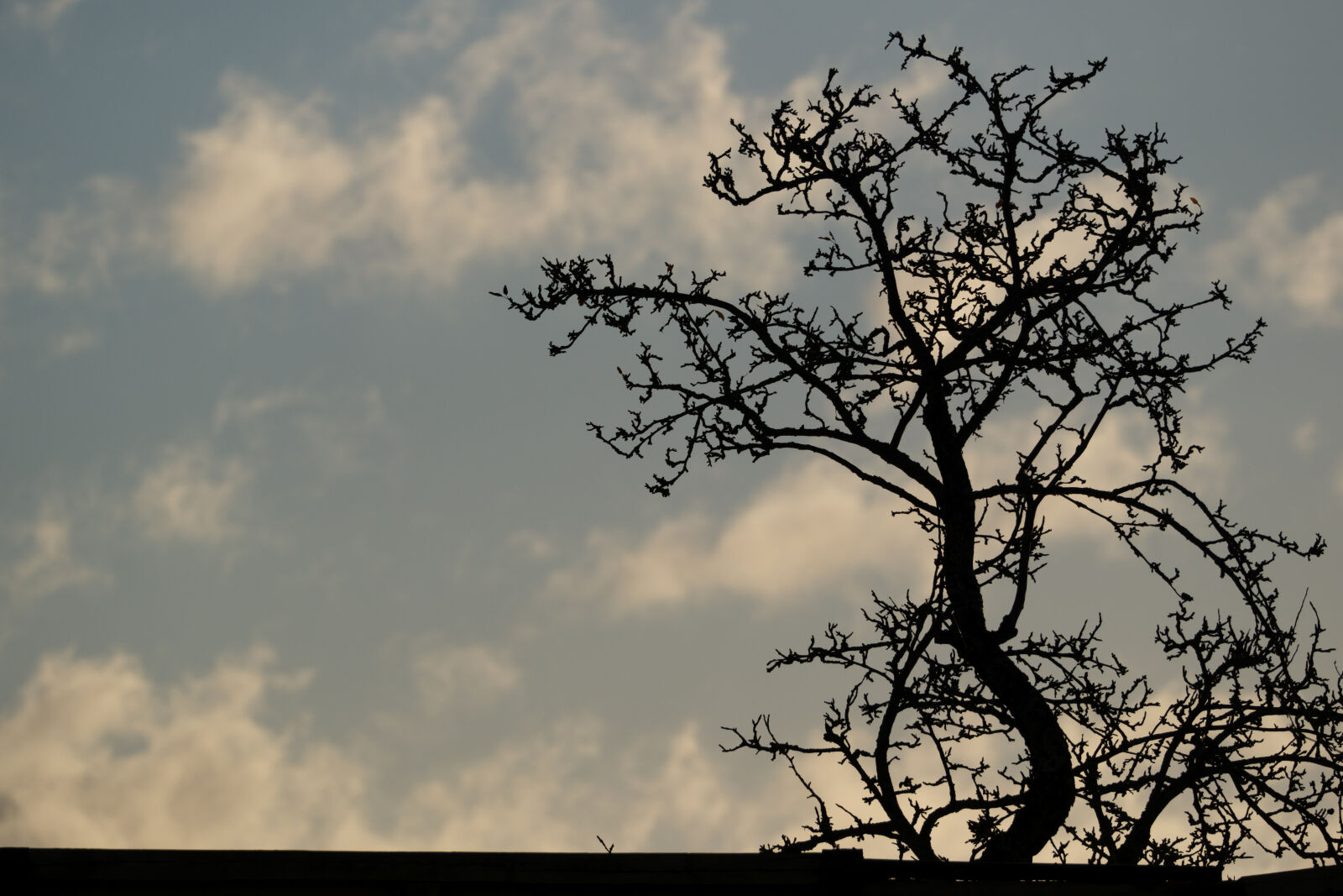 Fujifilm XF 150-600mm F5.6-8 R LM OIS WR sample photo. Tree of the morning photography