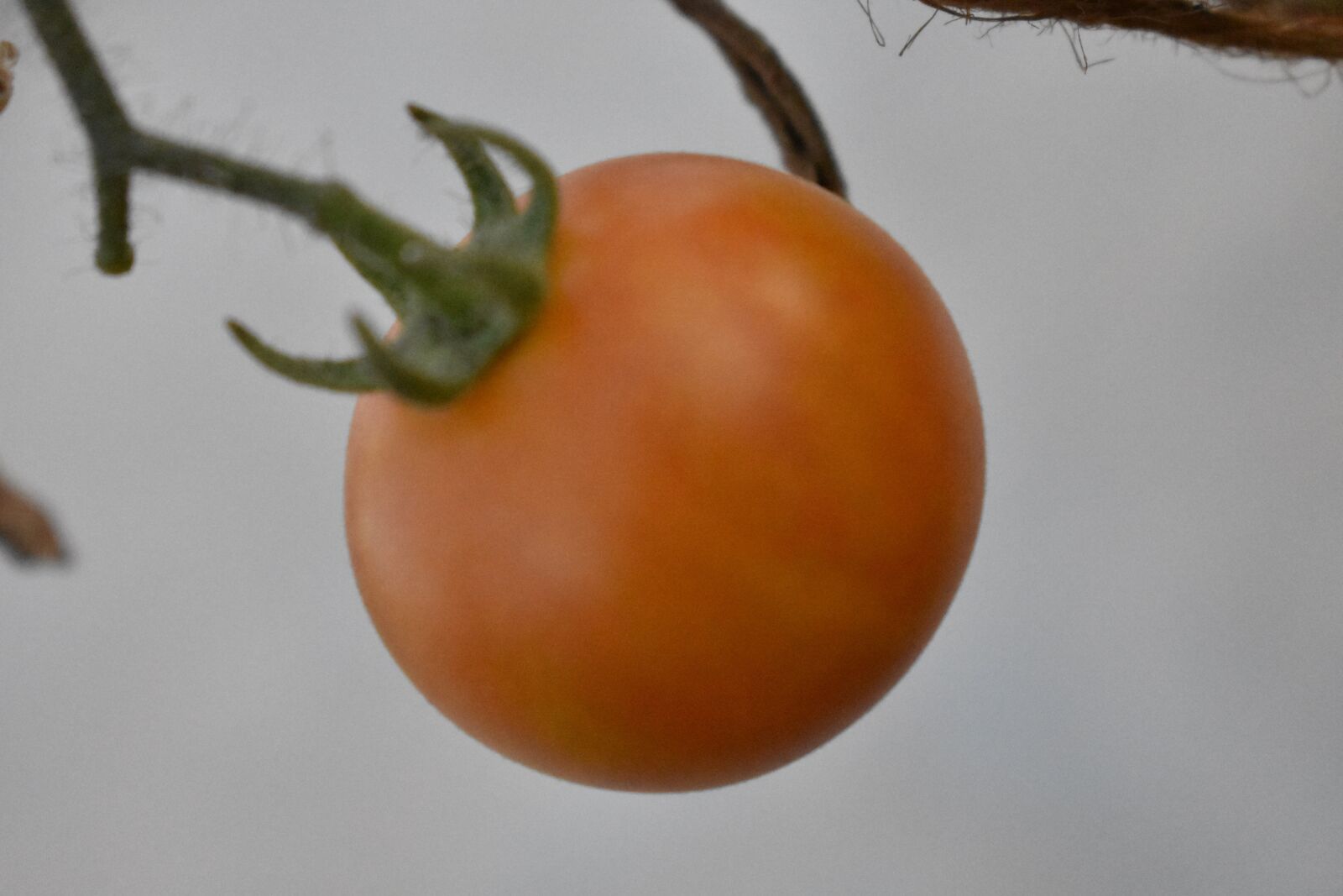 Nikon D3400 sample photo. Tomato, vegetable, food photography