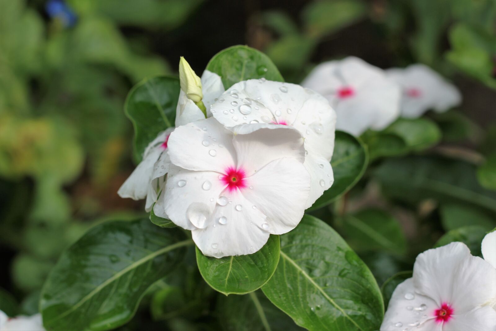 Canon EOS 550D (EOS Rebel T2i / EOS Kiss X4) sample photo. Catharanthus roseus, periwinkle, flower photography