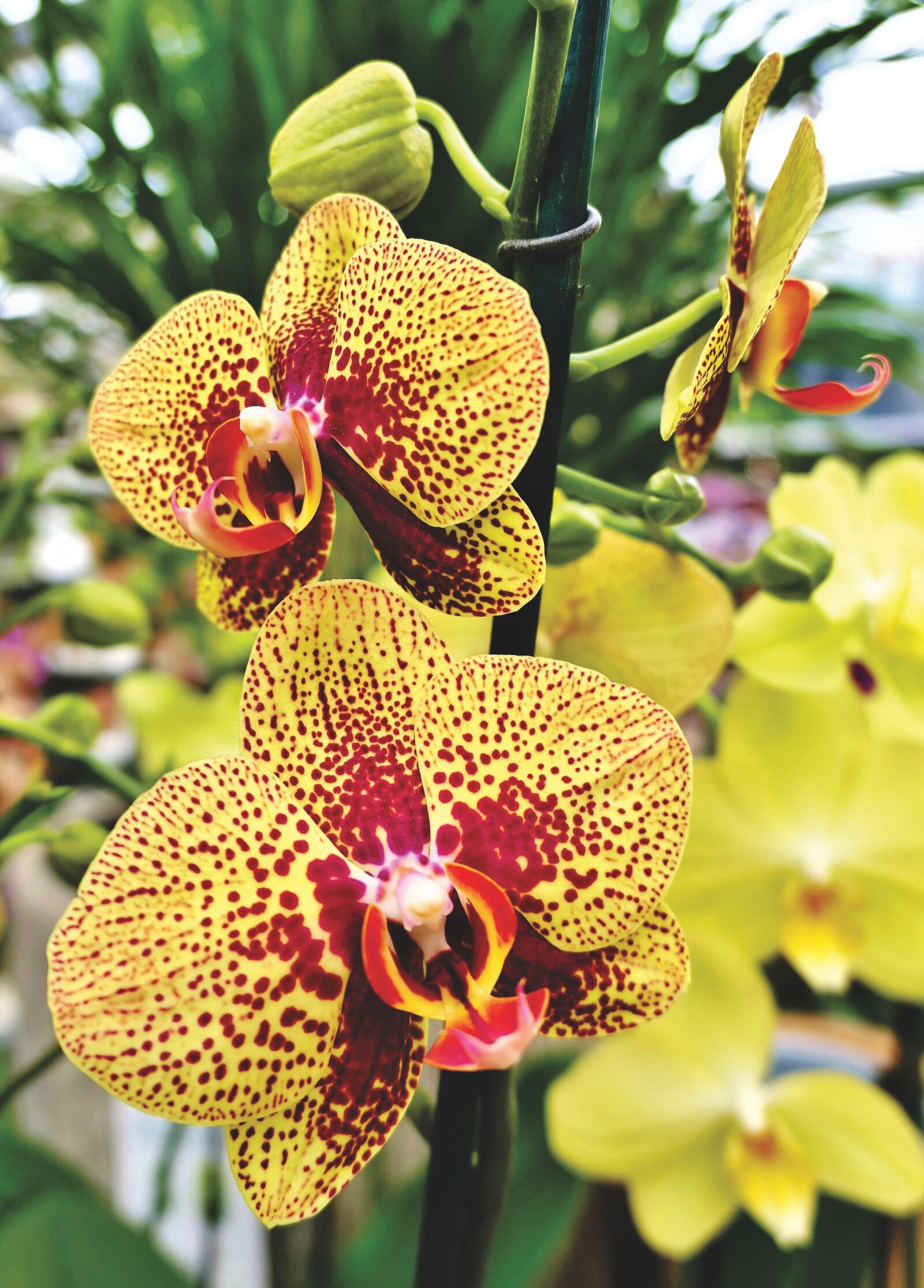 Panasonic Lumix DMC-LX10 (Lumix DMC-LX15) sample photo. Orchids, orchid flower, blossom photography
