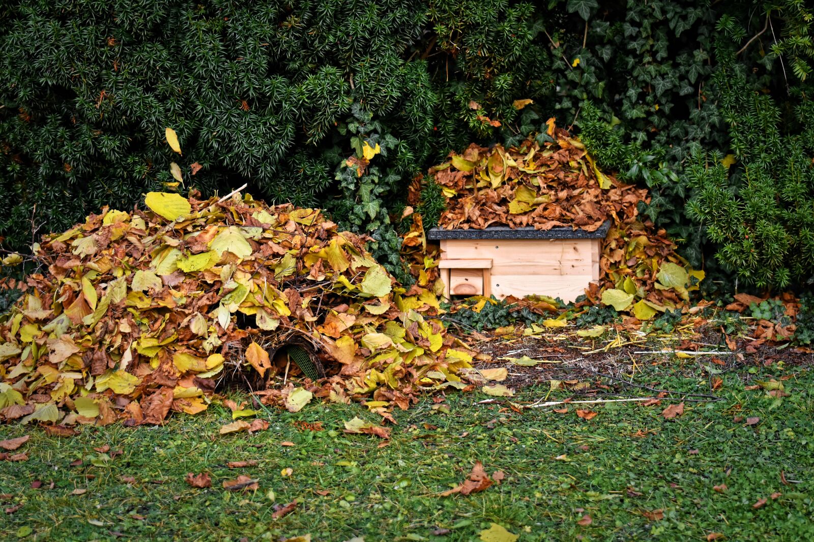 Nikon D7200 sample photo. Hedgehog houses, garden, shelter photography