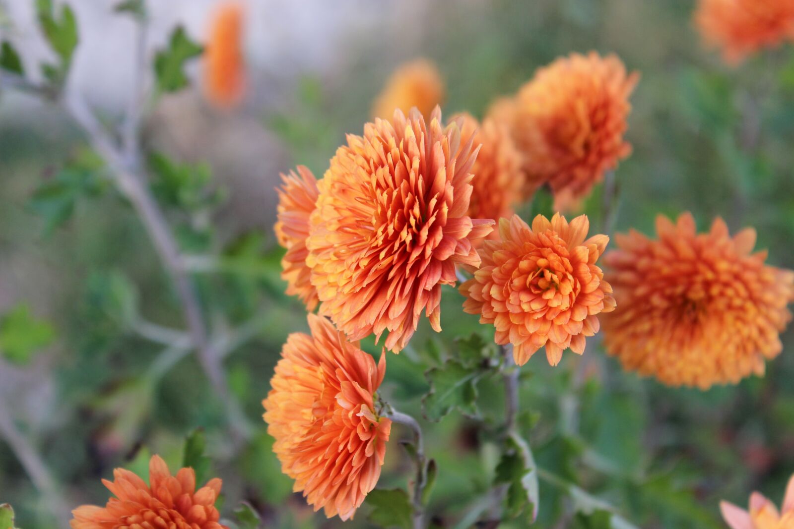 Canon EOS 600D (Rebel EOS T3i / EOS Kiss X5) sample photo. Flowers, flower, beautiful flowers photography