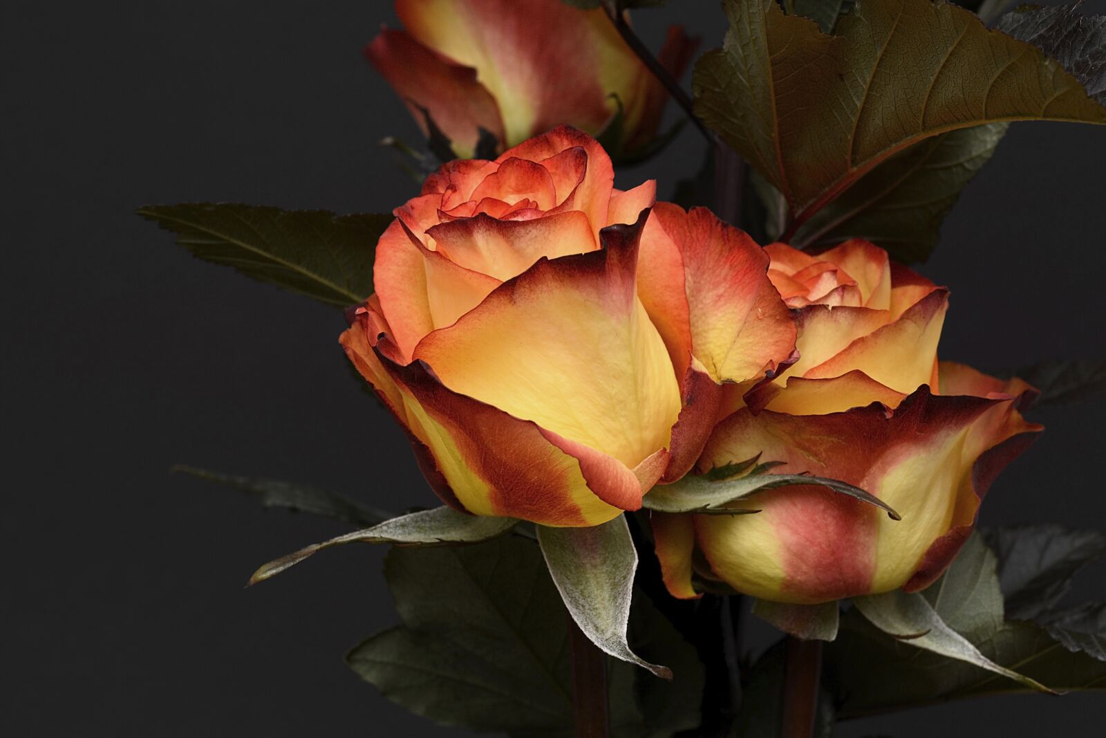 Nikon D7100 sample photo. Rose, flower, petal photography