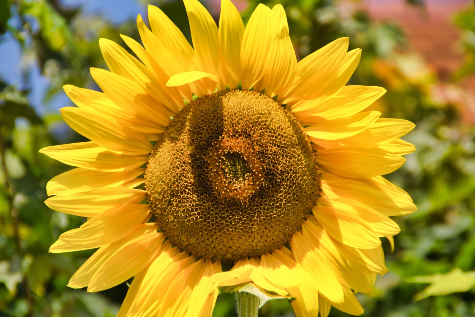 Sony SLT-A58 + Sony DT 18-200mm F3.5-6.3 sample photo. Sunflower, garden, blossom photography