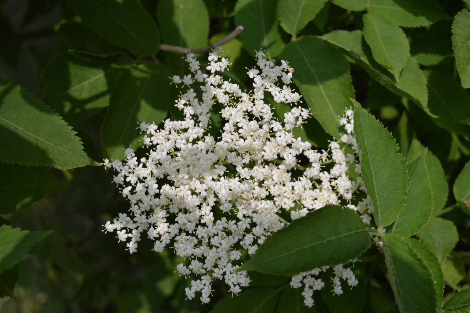 Nikon D3200 sample photo. Plant, elderflower, white photography