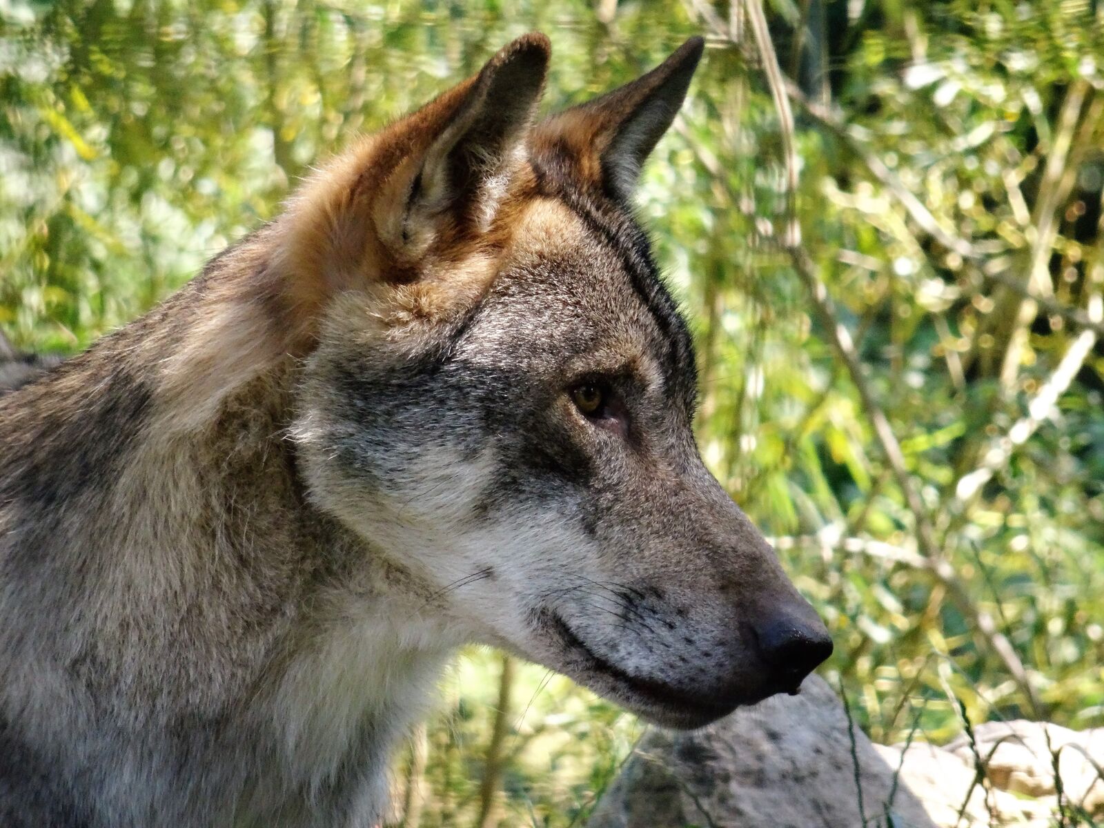 Sony Cyber-shot DSC-HX50V sample photo. Wolf, wolf head, animal photography