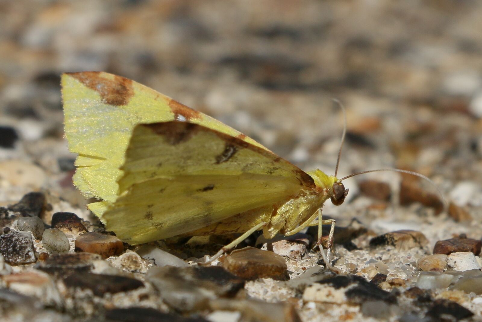 Canon EOS 70D sample photo. Butterfly, summer, nature photography