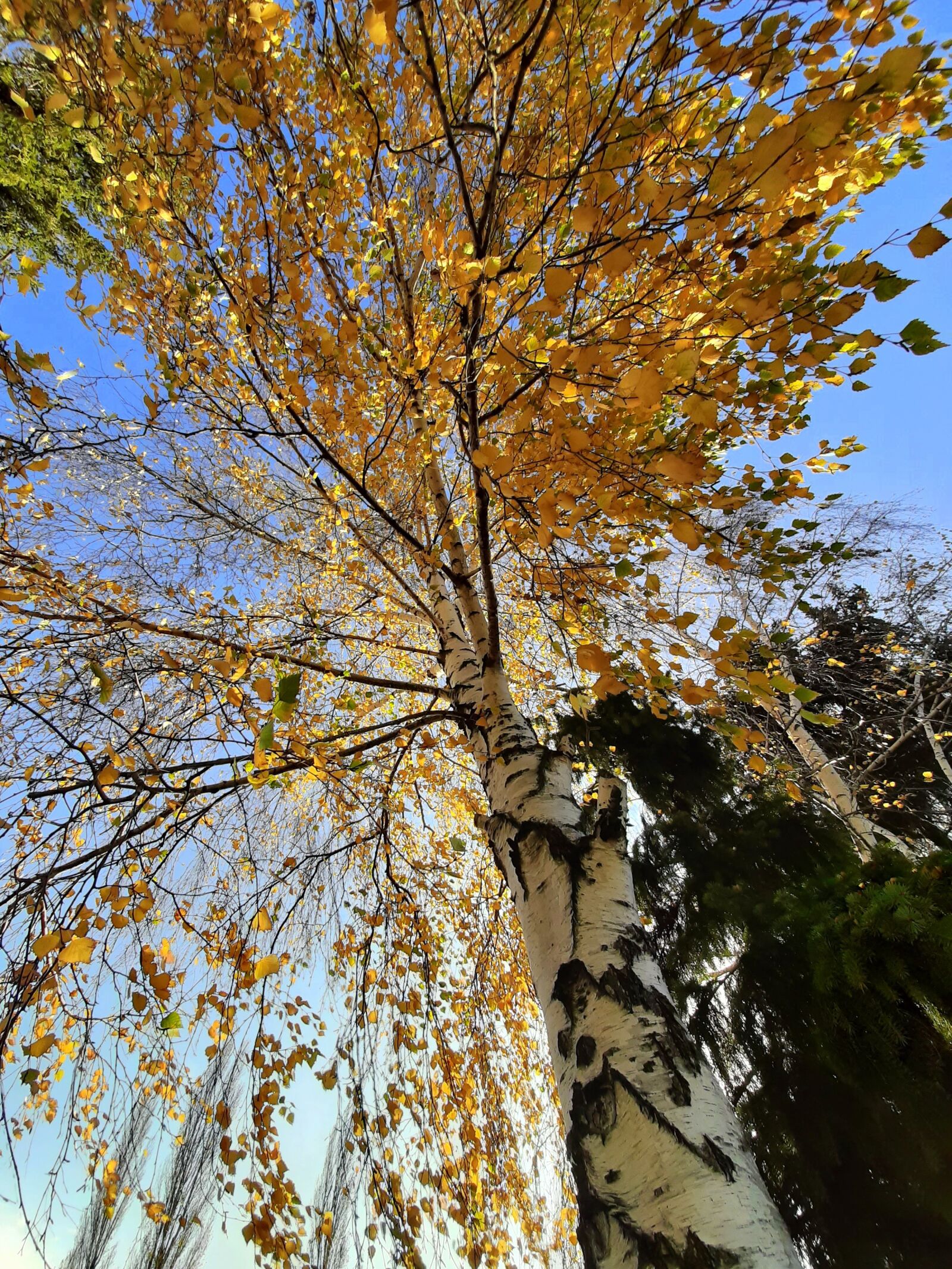 Samsung Galaxy A50 sample photo. Nature, slovakia, trees photography