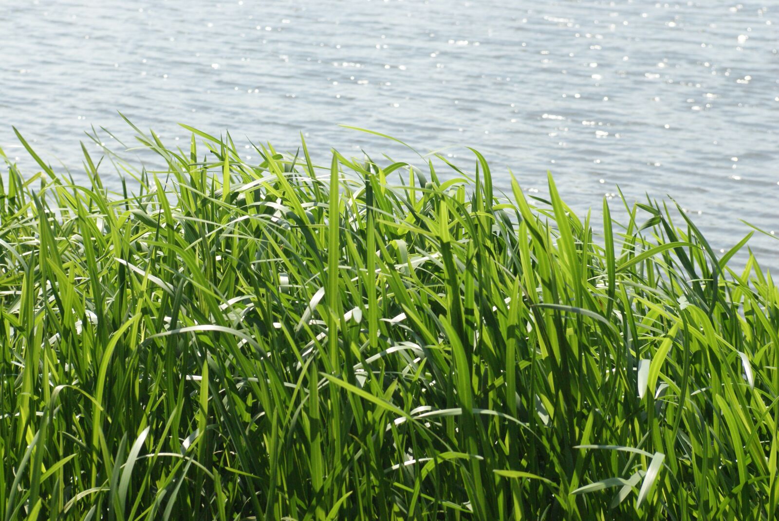Sony Alpha DSLR-A200 sample photo. Grass, sea, landscape photography