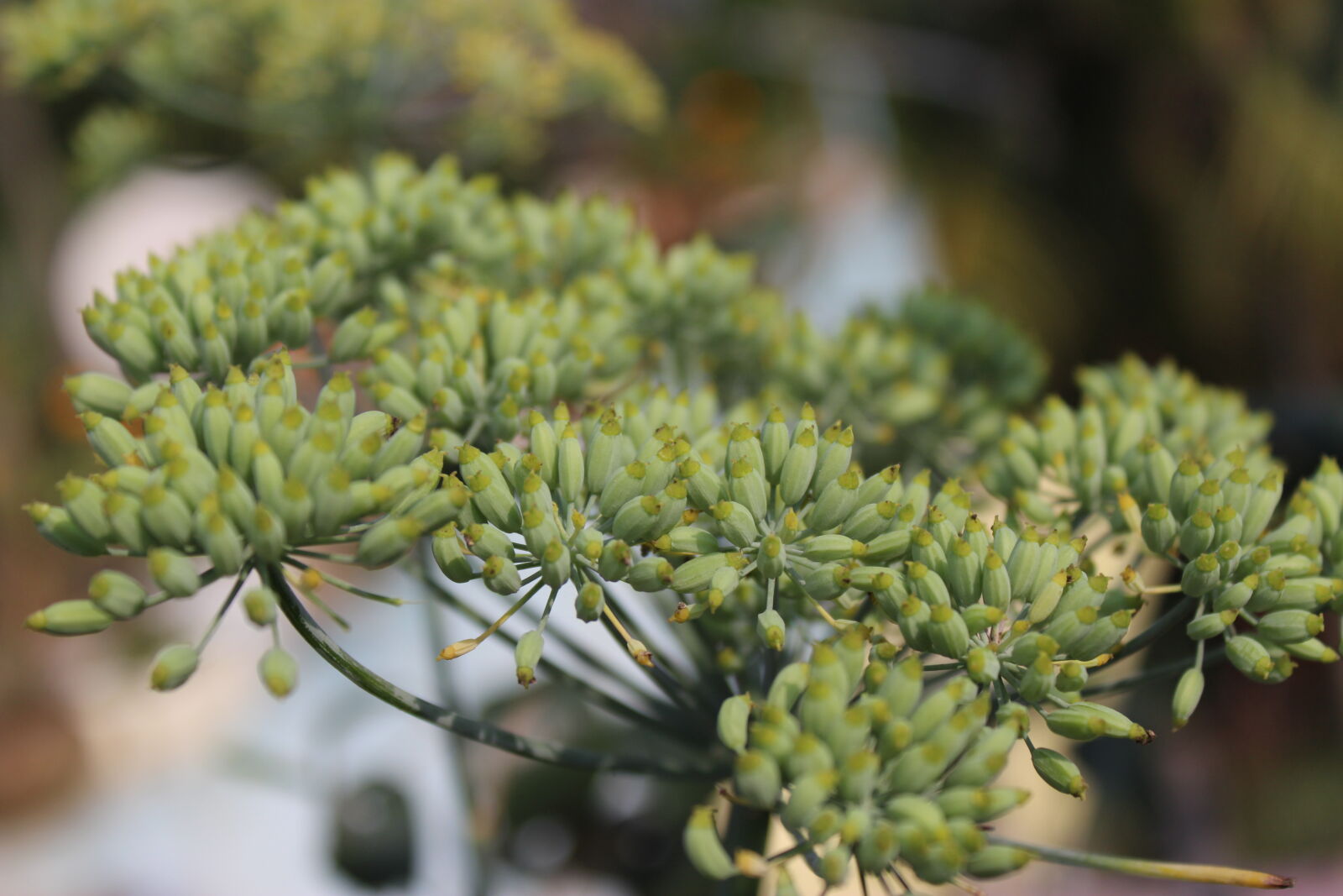 Canon EOS 700D (EOS Rebel T5i / EOS Kiss X7i) sample photo. Click, of, babl photography