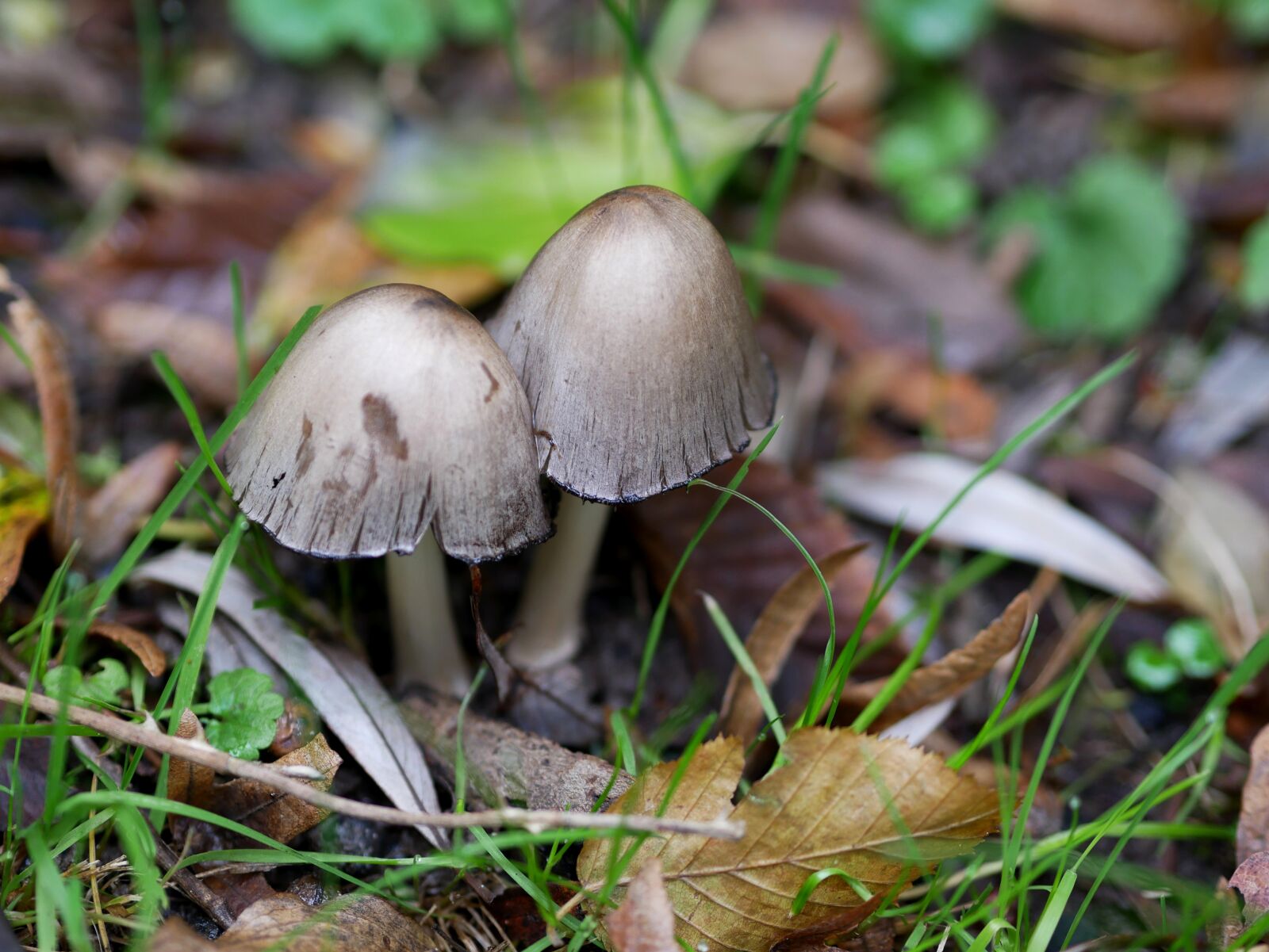 Panasonic Lumix DMC-GX85 (Lumix DMC-GX80 / Lumix DMC-GX7 Mark II) sample photo. Mushrooms, brown, autumn photography