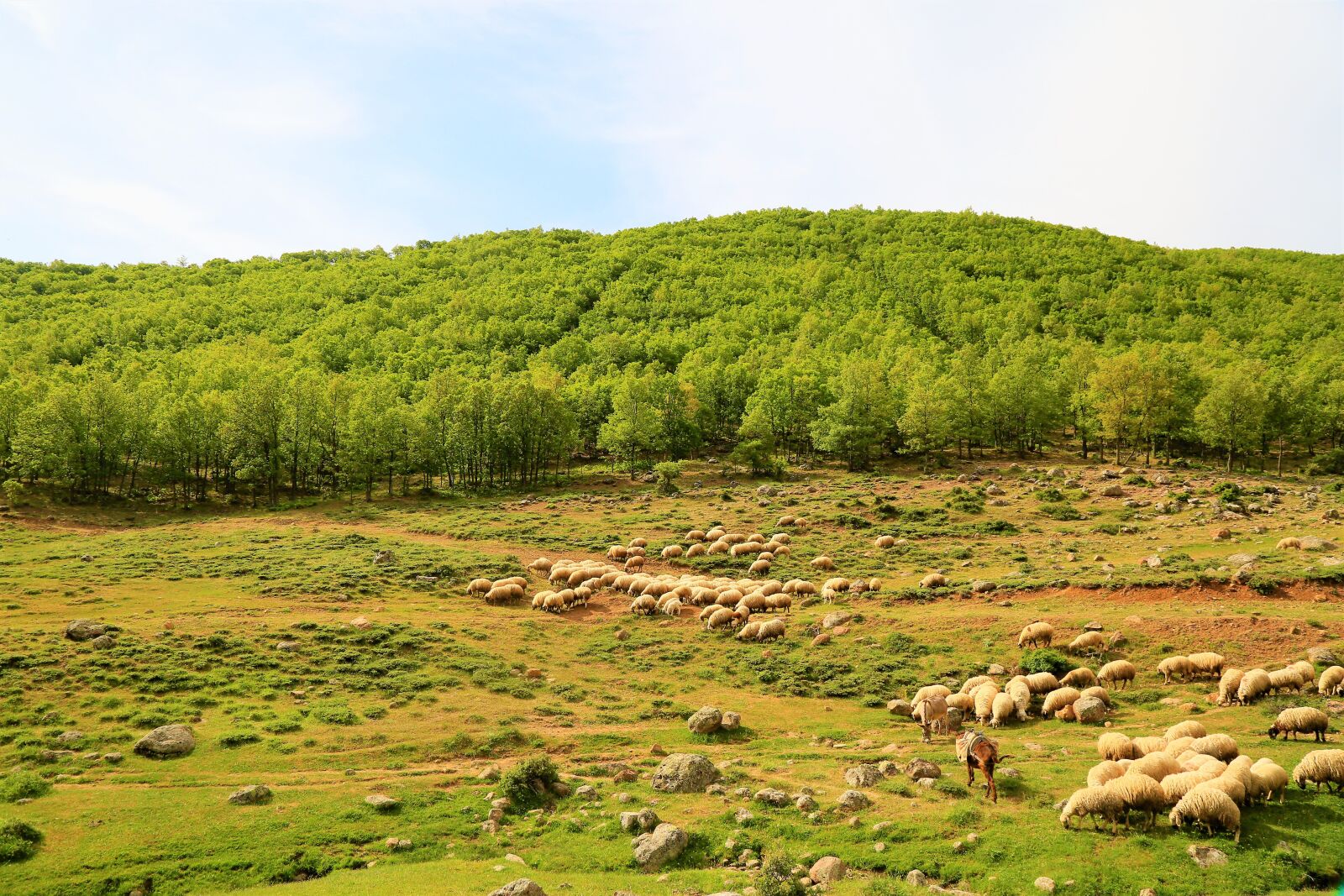 Canon EF 24-105mm F4L IS USM sample photo. Landscape, sheep, herd photography