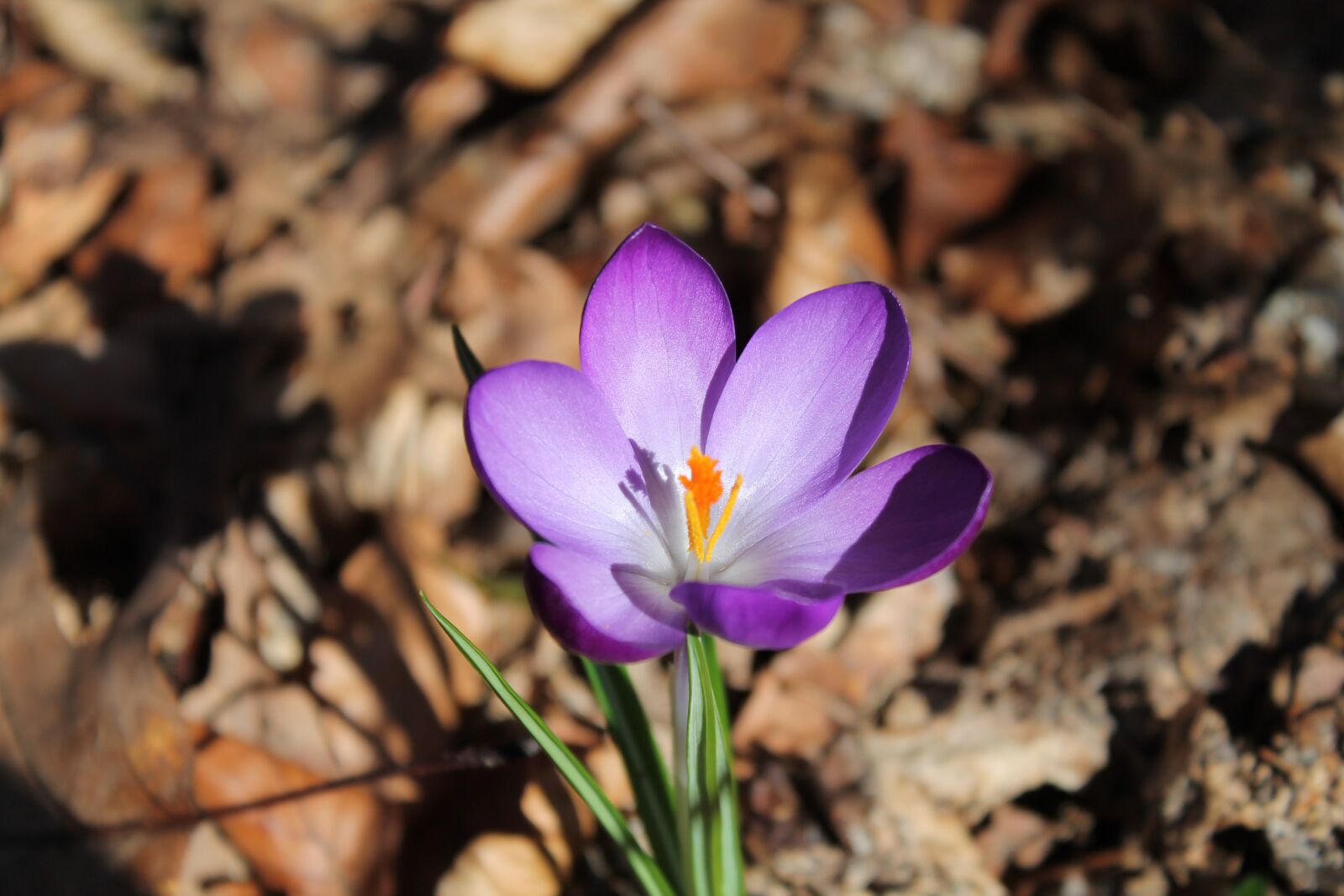 Canon EOS 1100D (EOS Rebel T3 / EOS Kiss X50) sample photo. Crocus, flower, leaves photography
