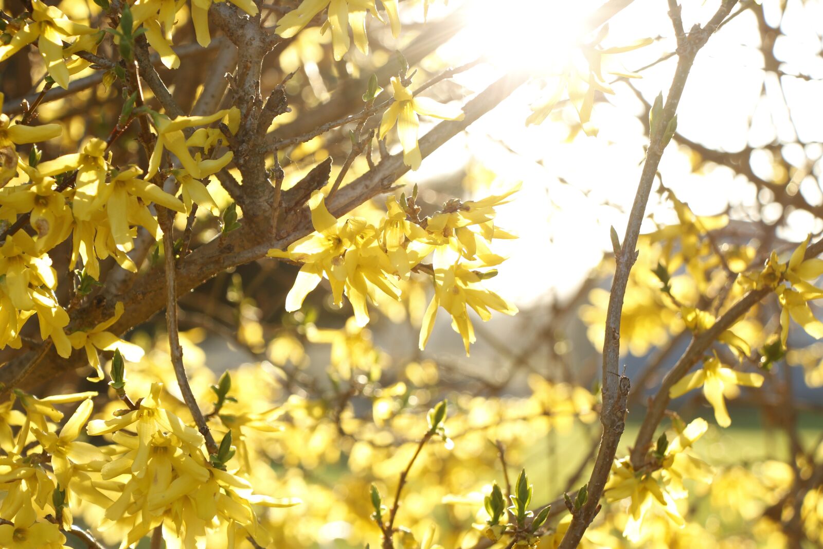 Canon EOS 650D (EOS Rebel T4i / EOS Kiss X6i) + Canon EF-S 18-135mm F3.5-5.6 IS STM sample photo. Forsythia, spring, blooming photography
