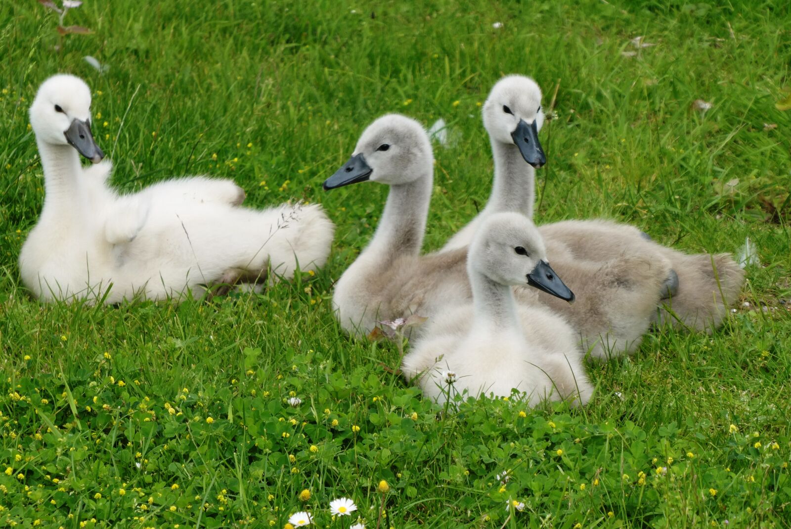 Panasonic Lumix DC-ZS70 (Lumix DC-TZ90) sample photo. Swan, chicks, nature photography