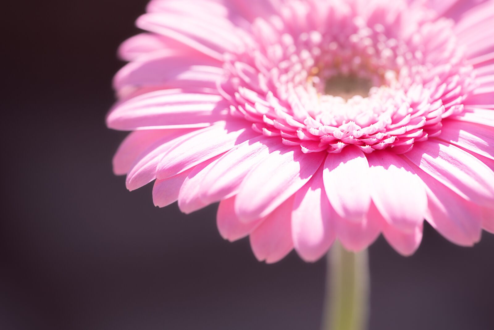 Nikon D750 sample photo. Marguerite, pink, pink daisy photography