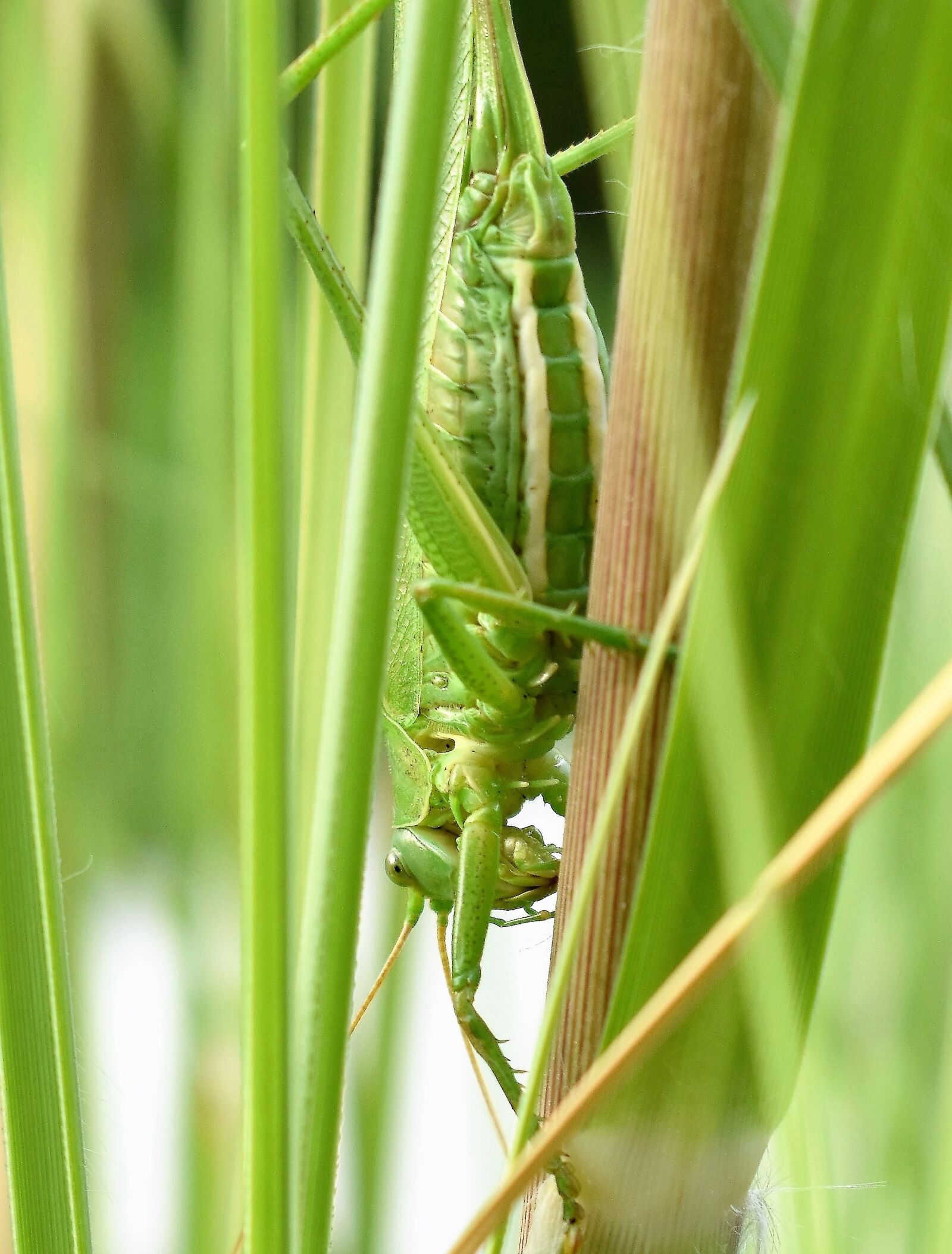 Nikon D5500 sample photo. Grasshopper, animal, insect photography