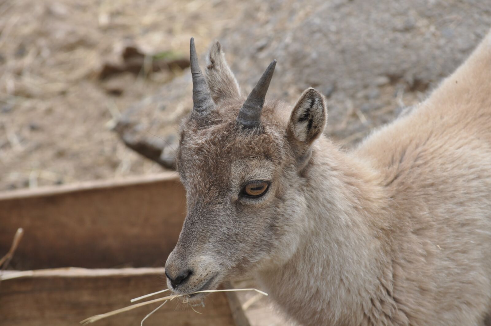 Nikon D5000 sample photo. Animal, goat, horn, portrait photography