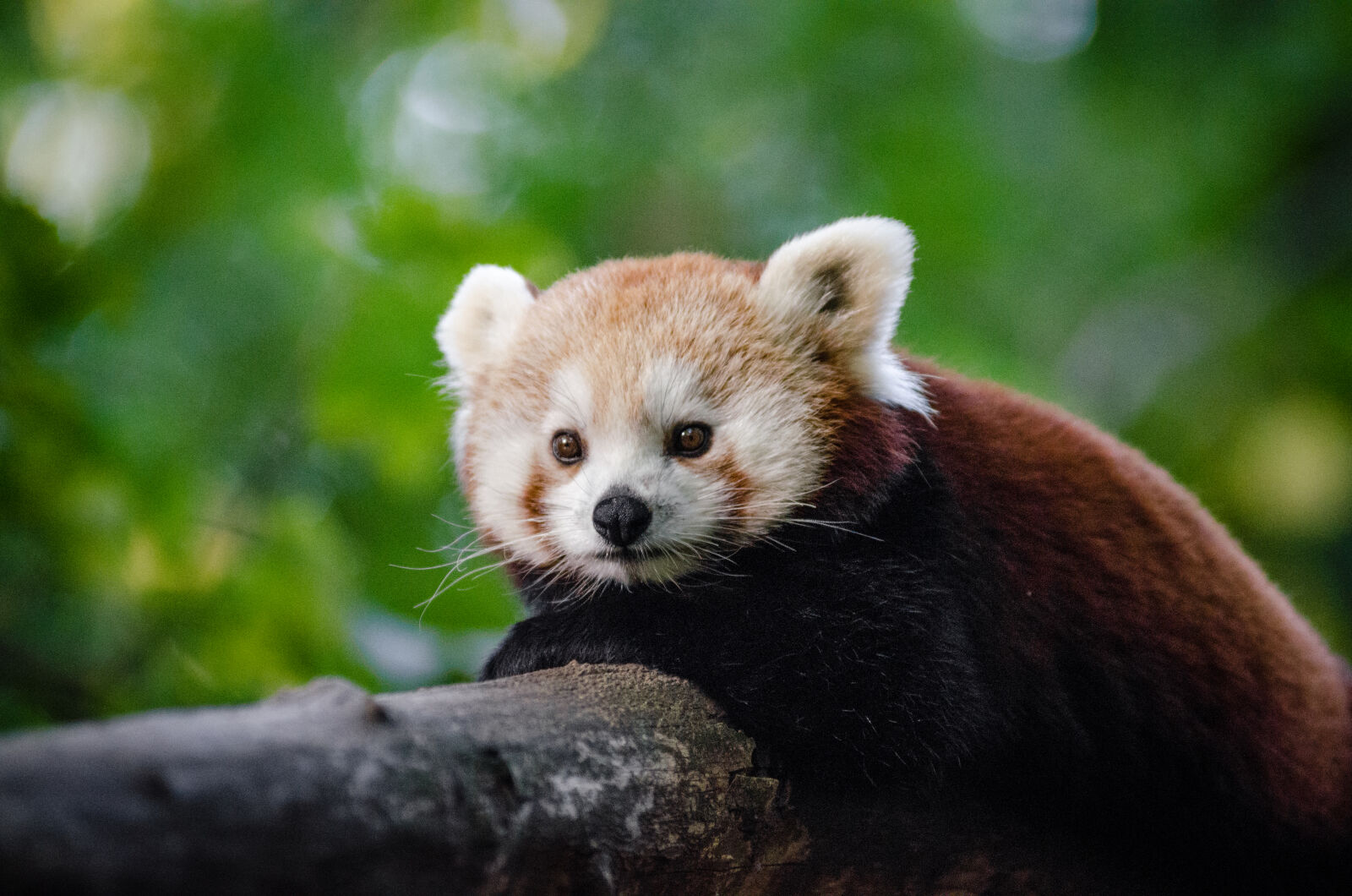 AF Zoom-Nikkor 80-200mm f/2.8 ED sample photo